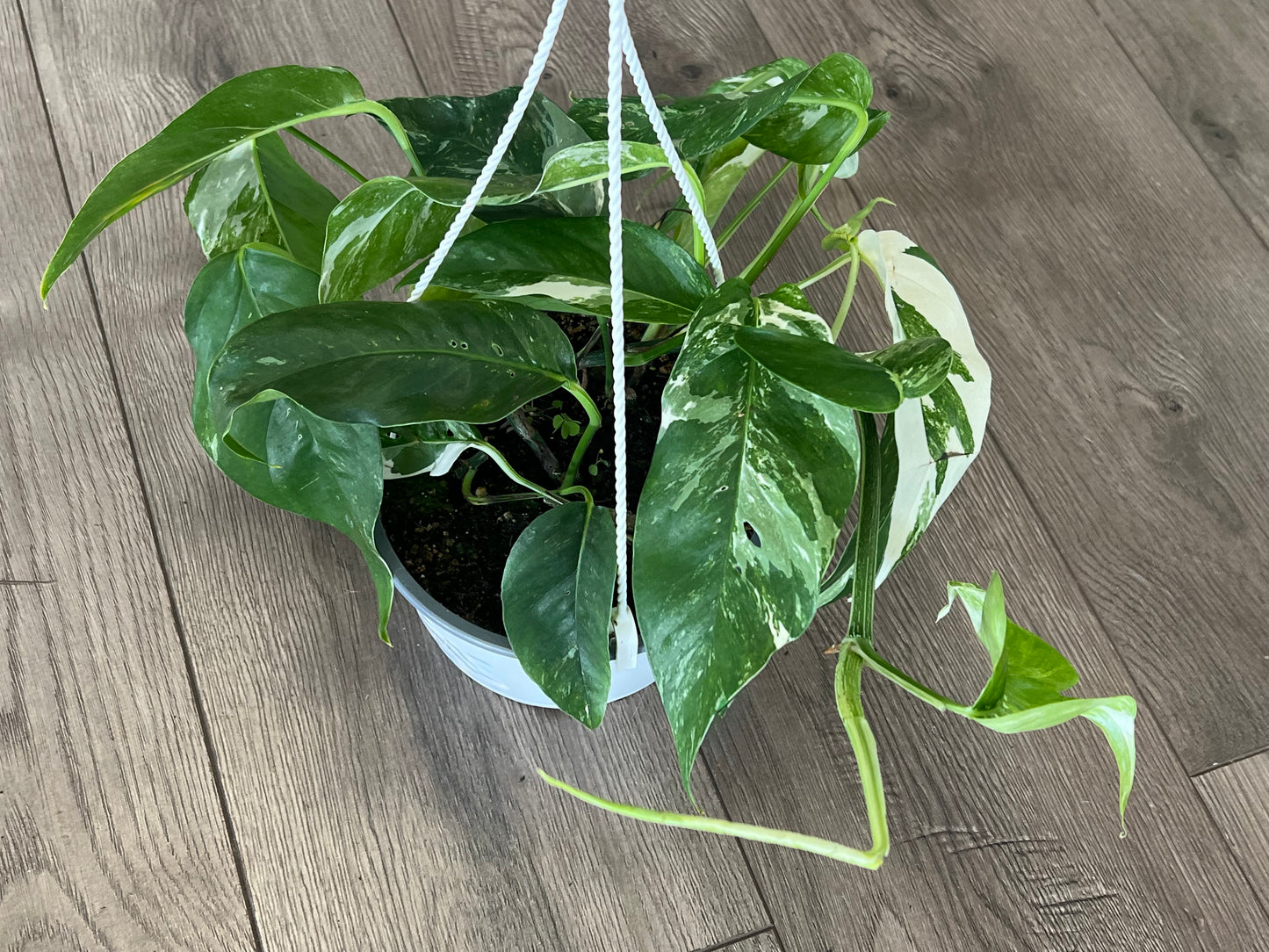 Epipremnum pinnatum ‘Albo’