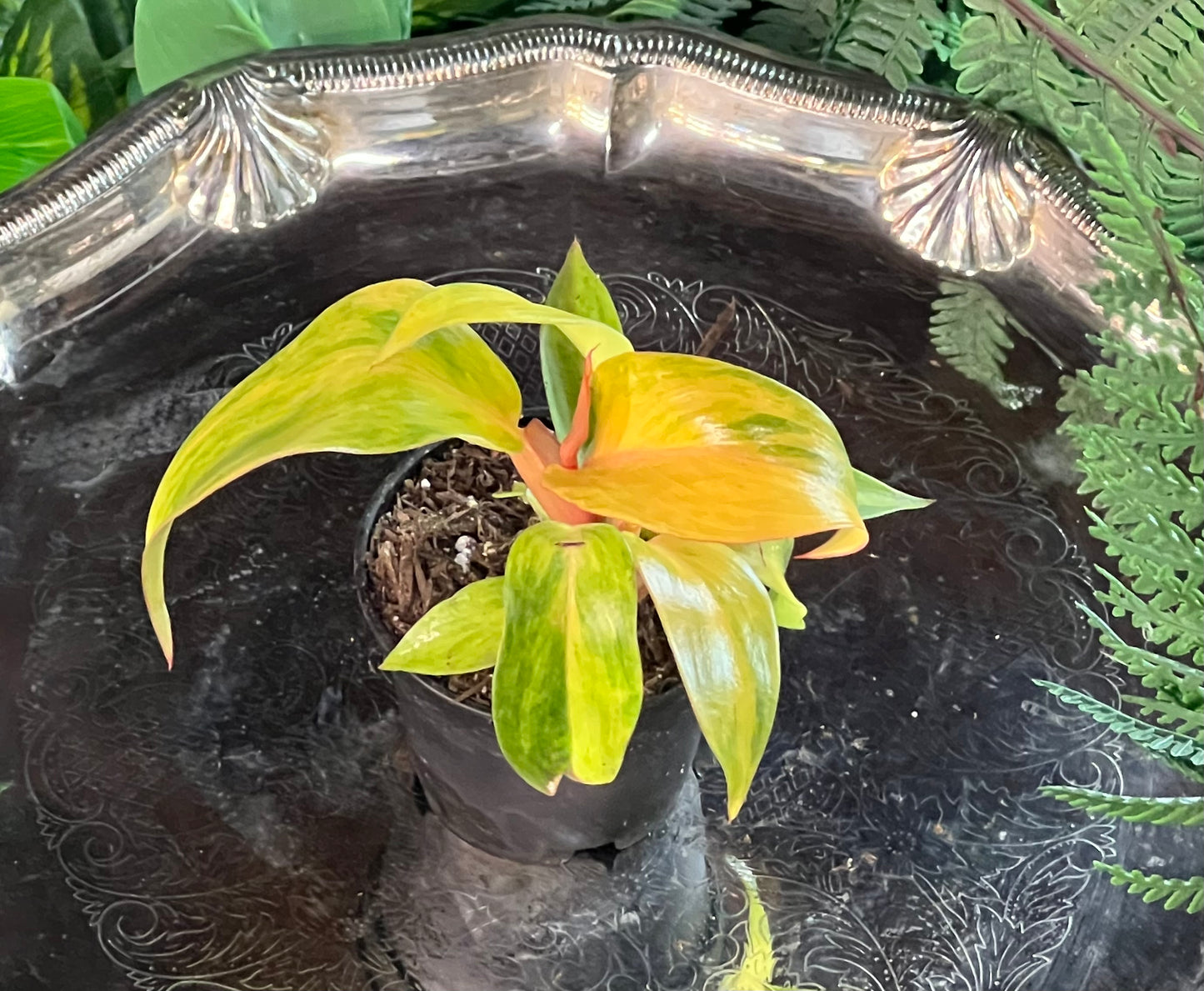 Philodendron 'Orange Marmalade’