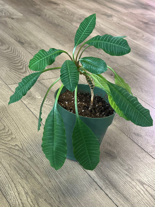 Madagascar Jewel