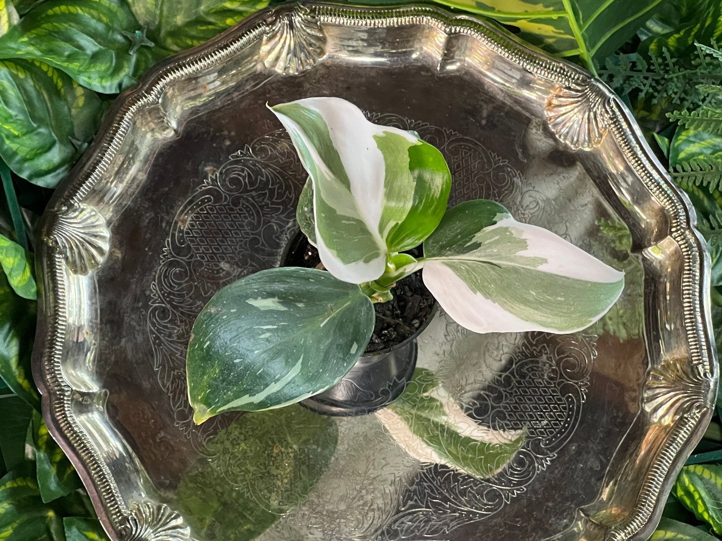 Philodendron 'White Wizard'