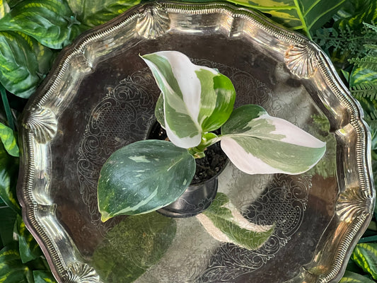 Philodendron 'White Wizard'