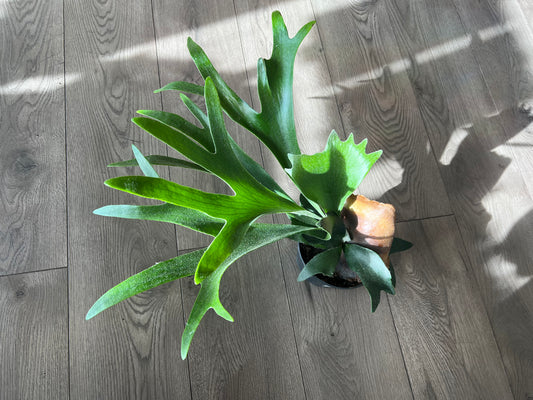 Platycerium  bifurcated ‘Staghorn Fern’