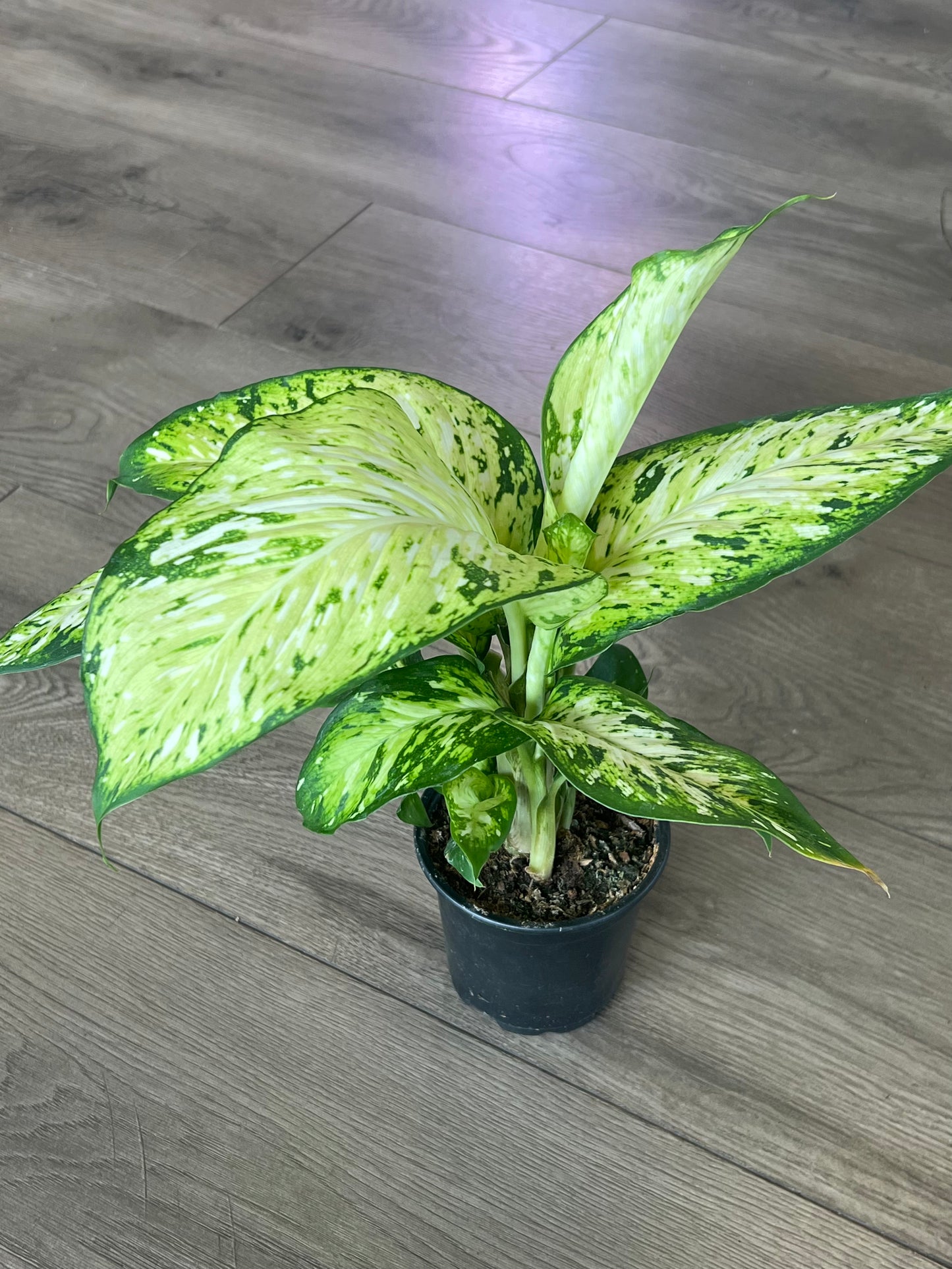 Dieffenbachia ‘Amy’