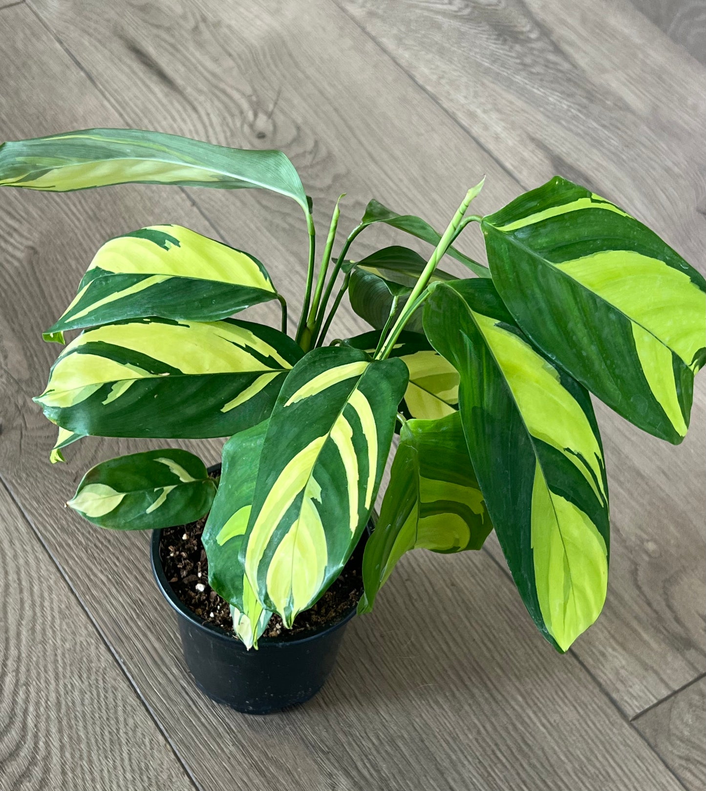 Ctenanthe lubbersiana ‘Never Never Plant’
