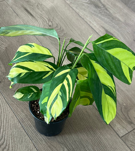 Ctenanthe lubbersiana ‘Never Never Plant’