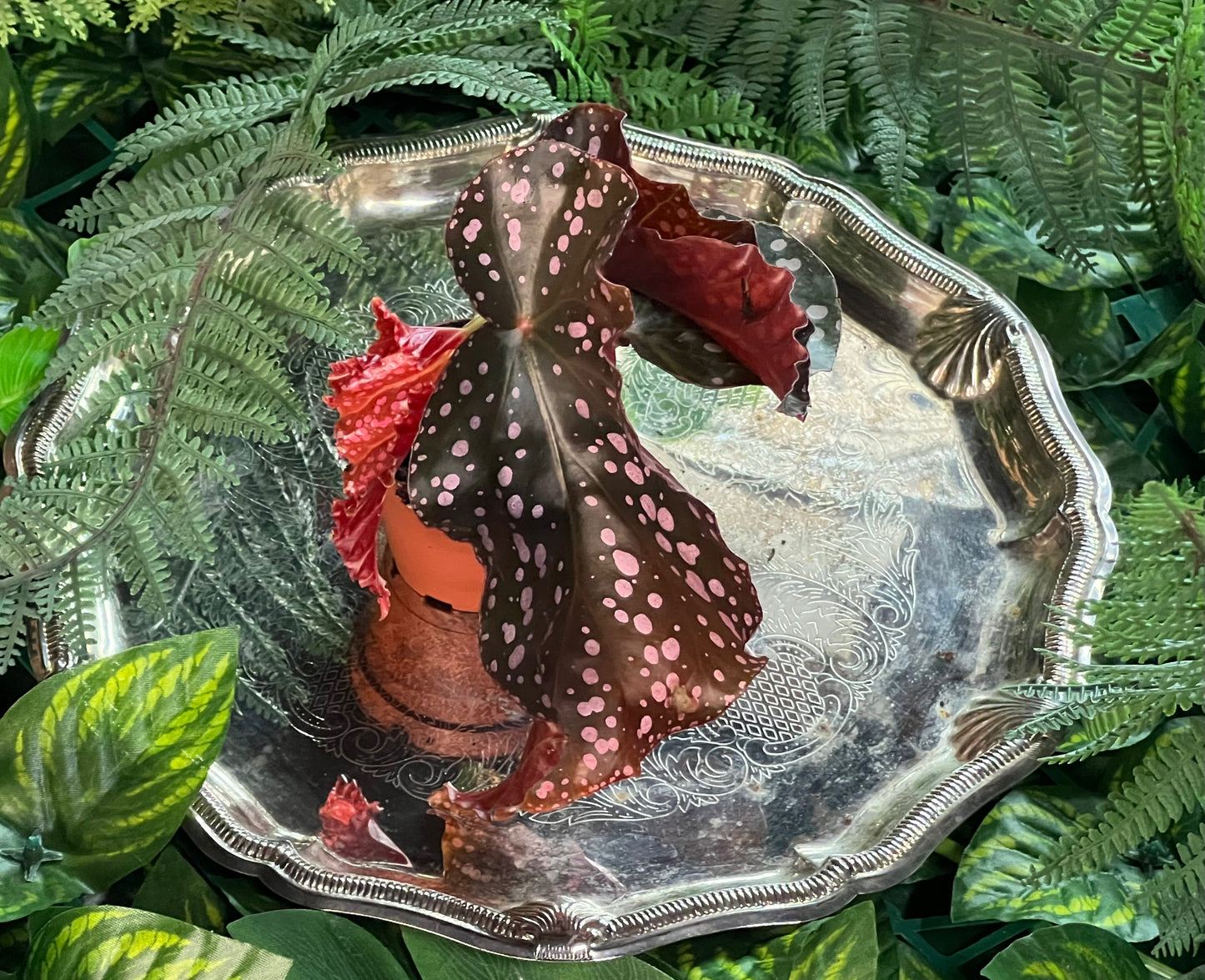 Angel Wing Begonia ‘Maculata Crackling Rose’