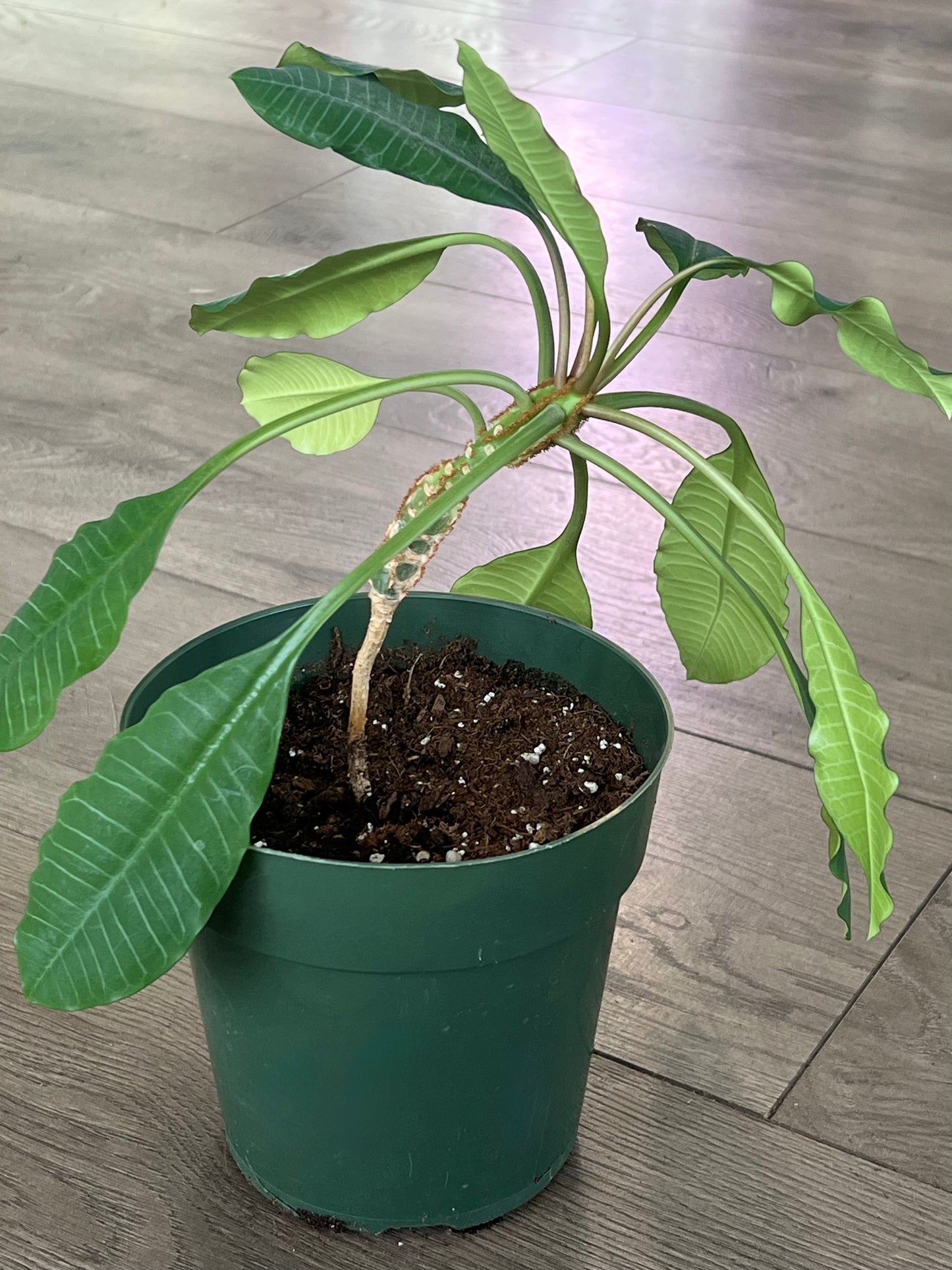 Madagascar Jewel