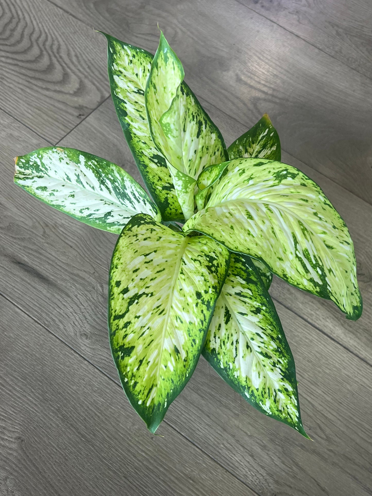 Dieffenbachia ‘Amy’