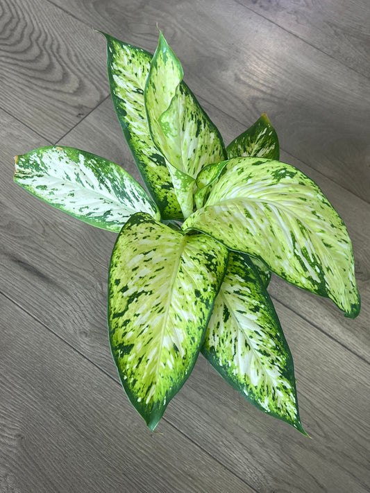 Dieffenbachia ‘Amy’