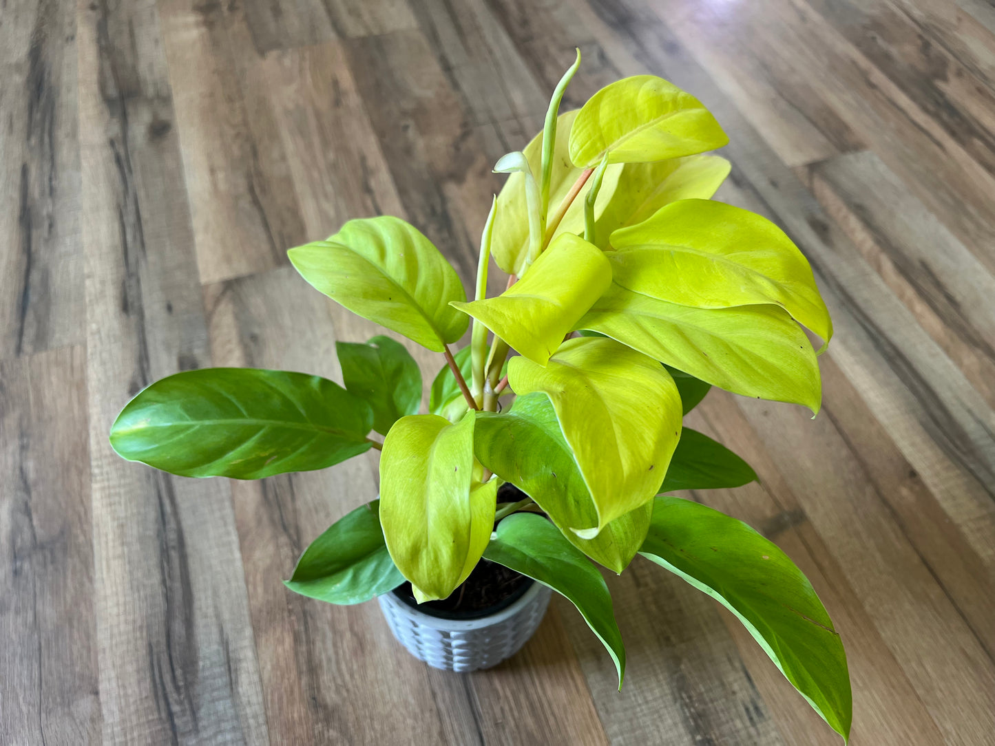 Philodendron Golden Goddess