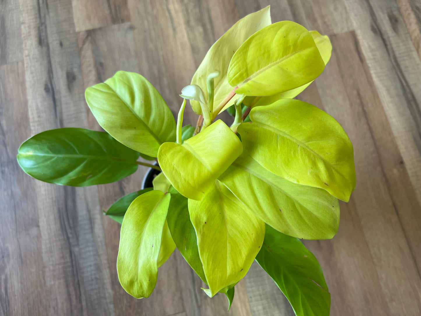Philodendron Golden Goddess