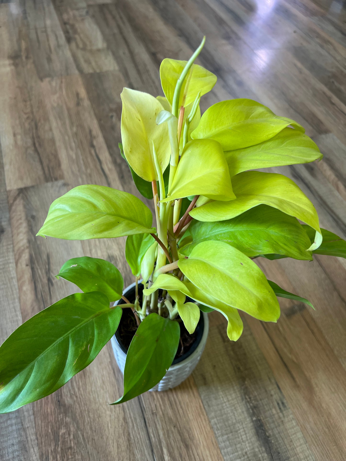Philodendron Golden Goddess