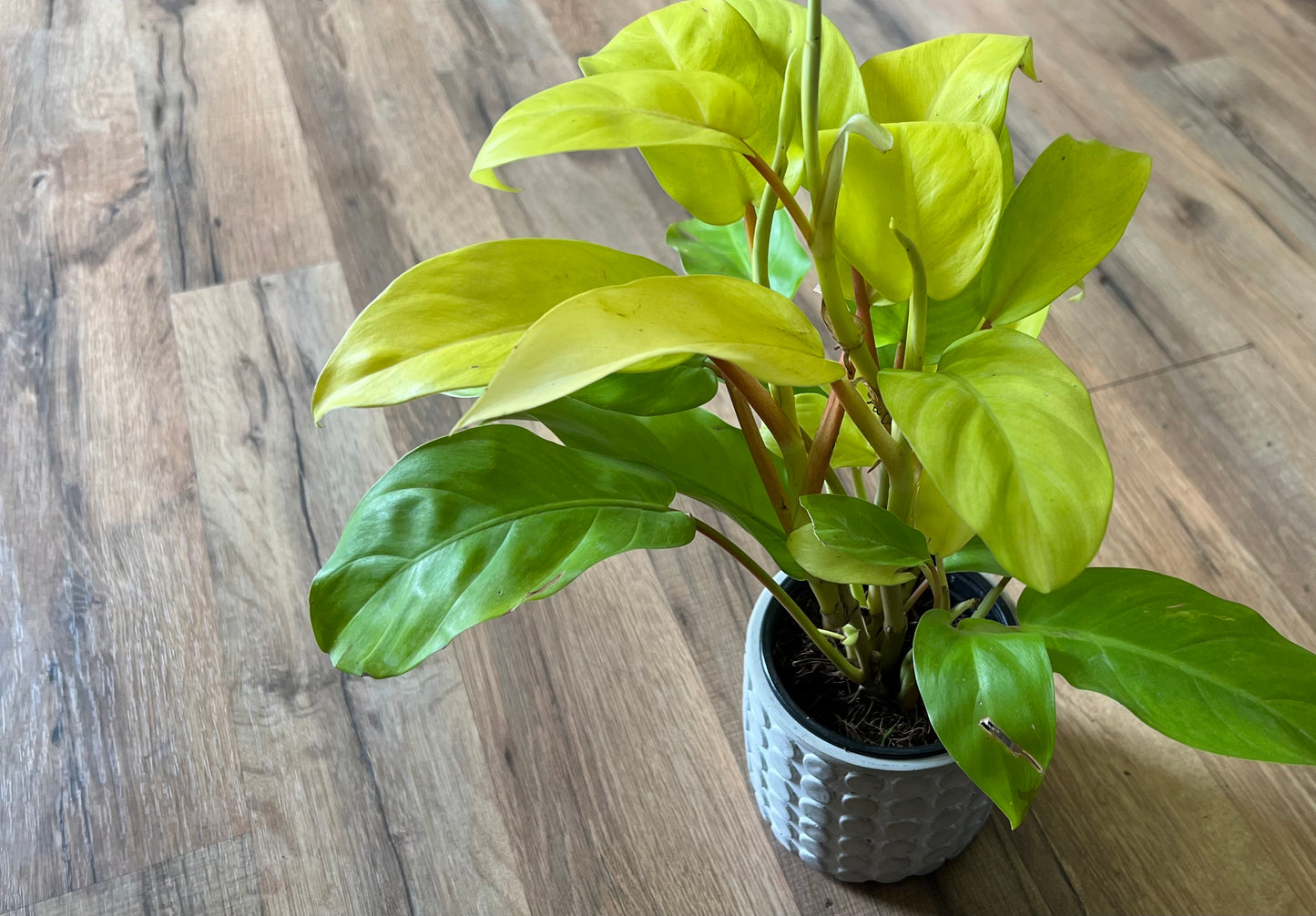 Philodendron Golden Goddess