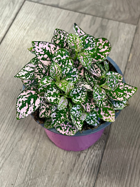 Hypoestes phyllostachya 'Pink Polka dot Plant'