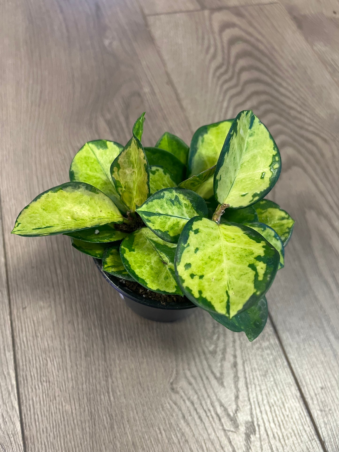 Hoya australious ‘Lisa’