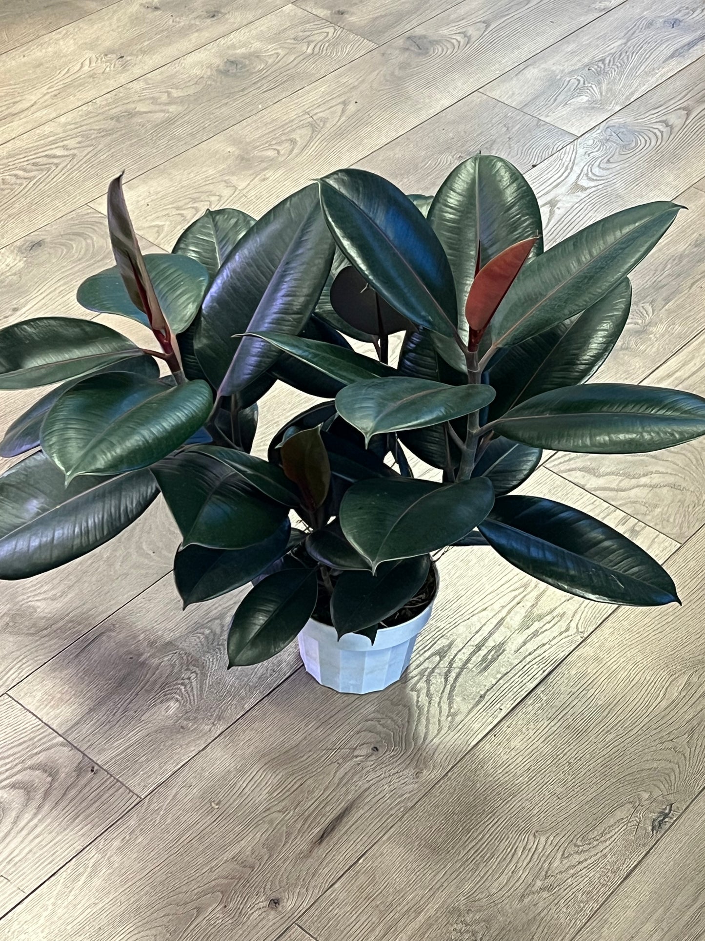 Ficus elastica 'Burgundy Rubber tree'