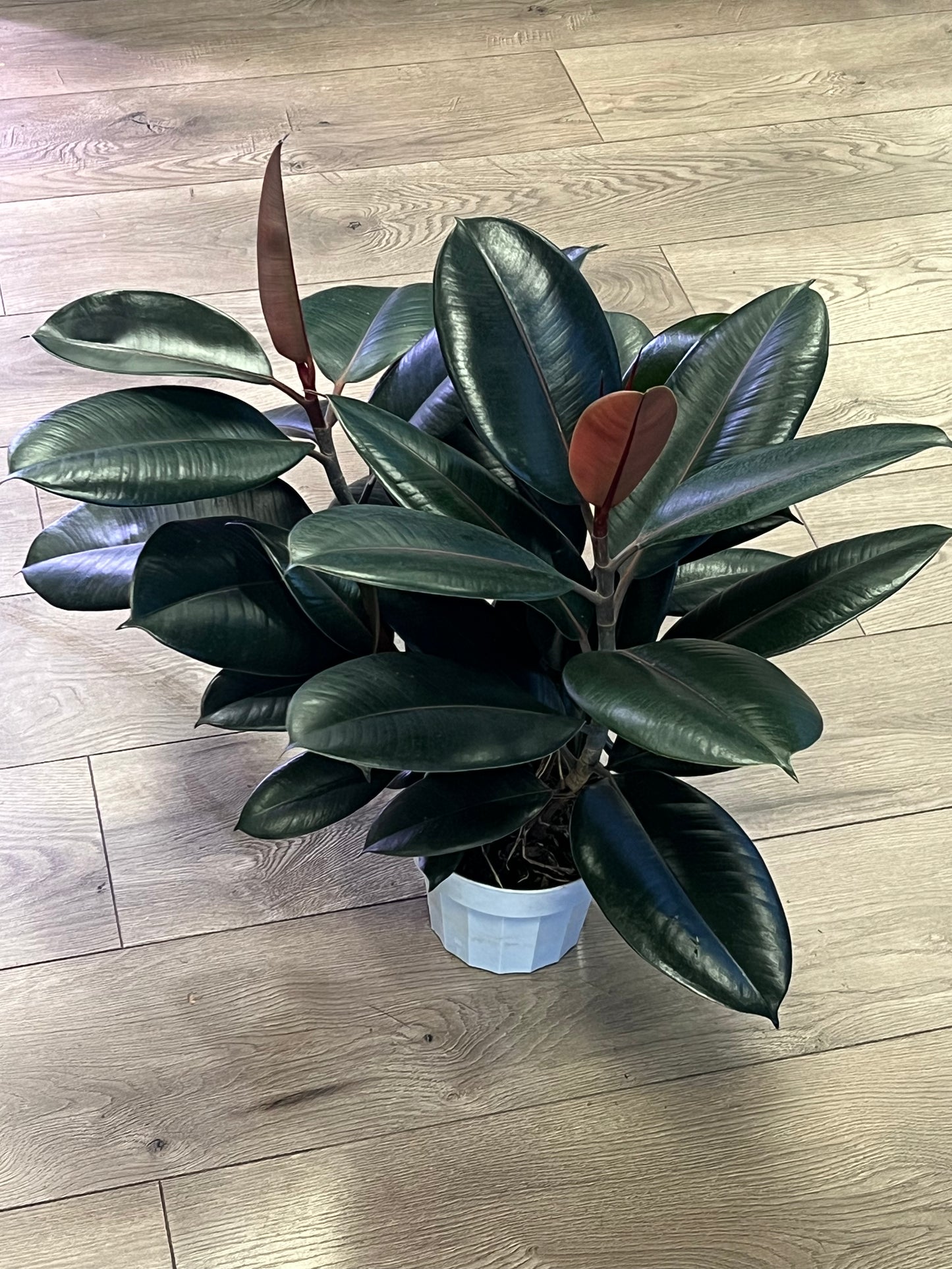 Ficus elastica 'Burgundy Rubber tree'