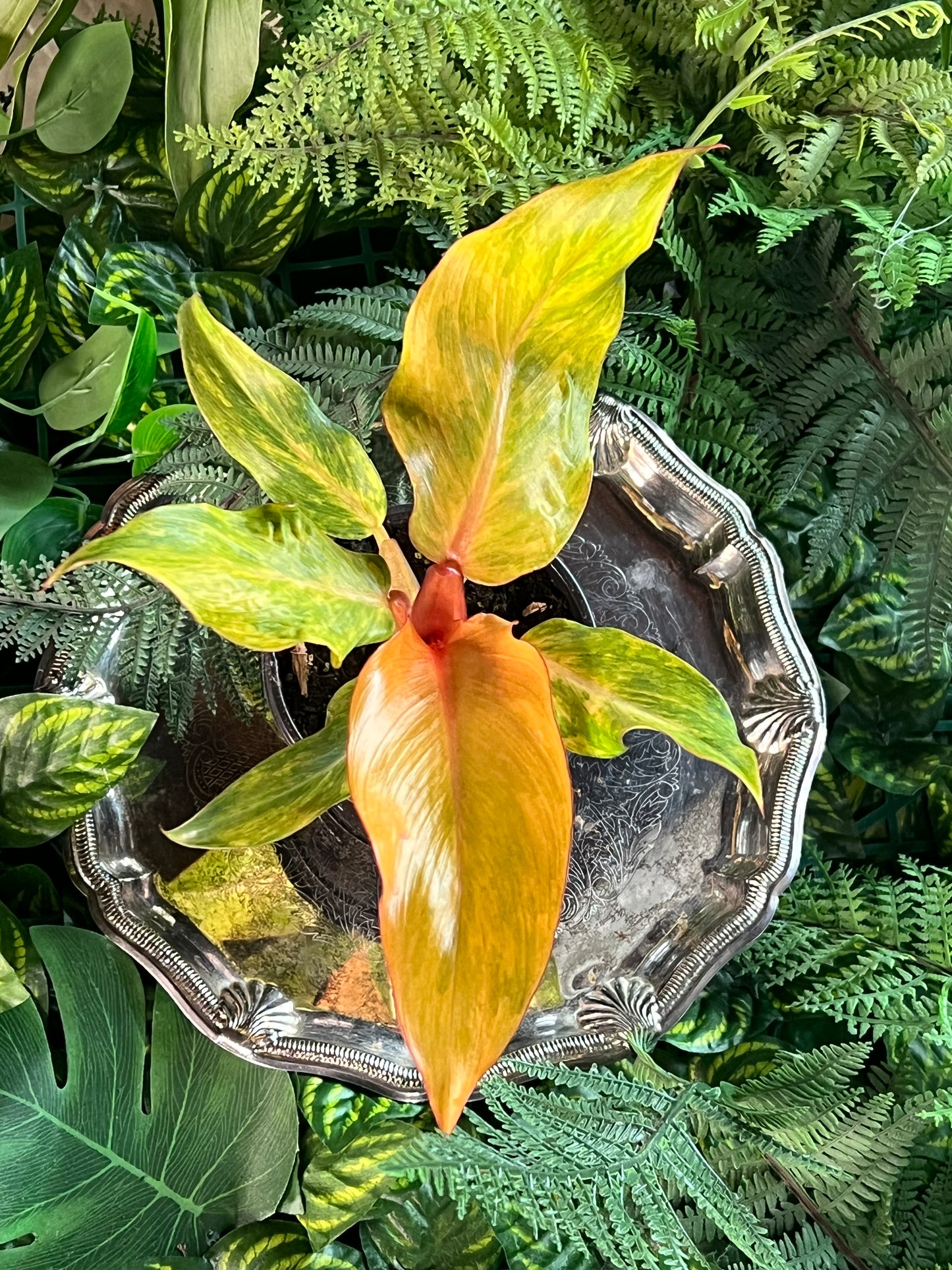 Philodendron 'Orange Marmalade’