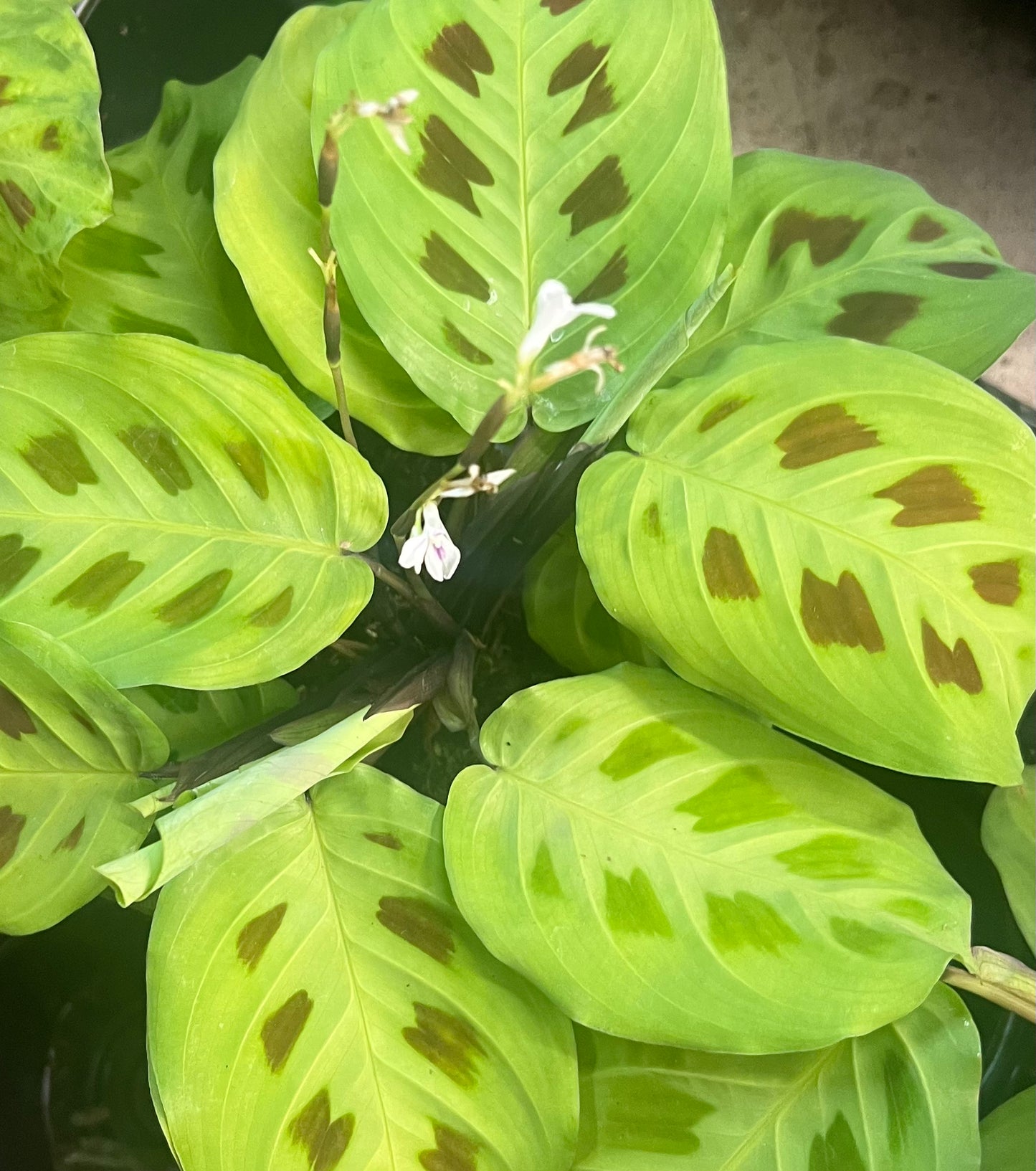 Maranta 'Prayer Plant Rabbit Foot’