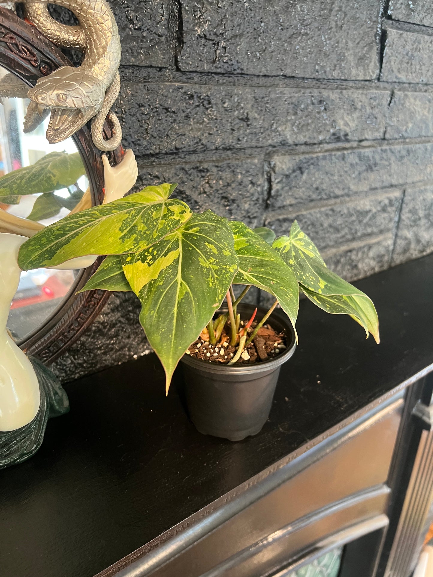 Philodendron 'Gloriosum Variegated’