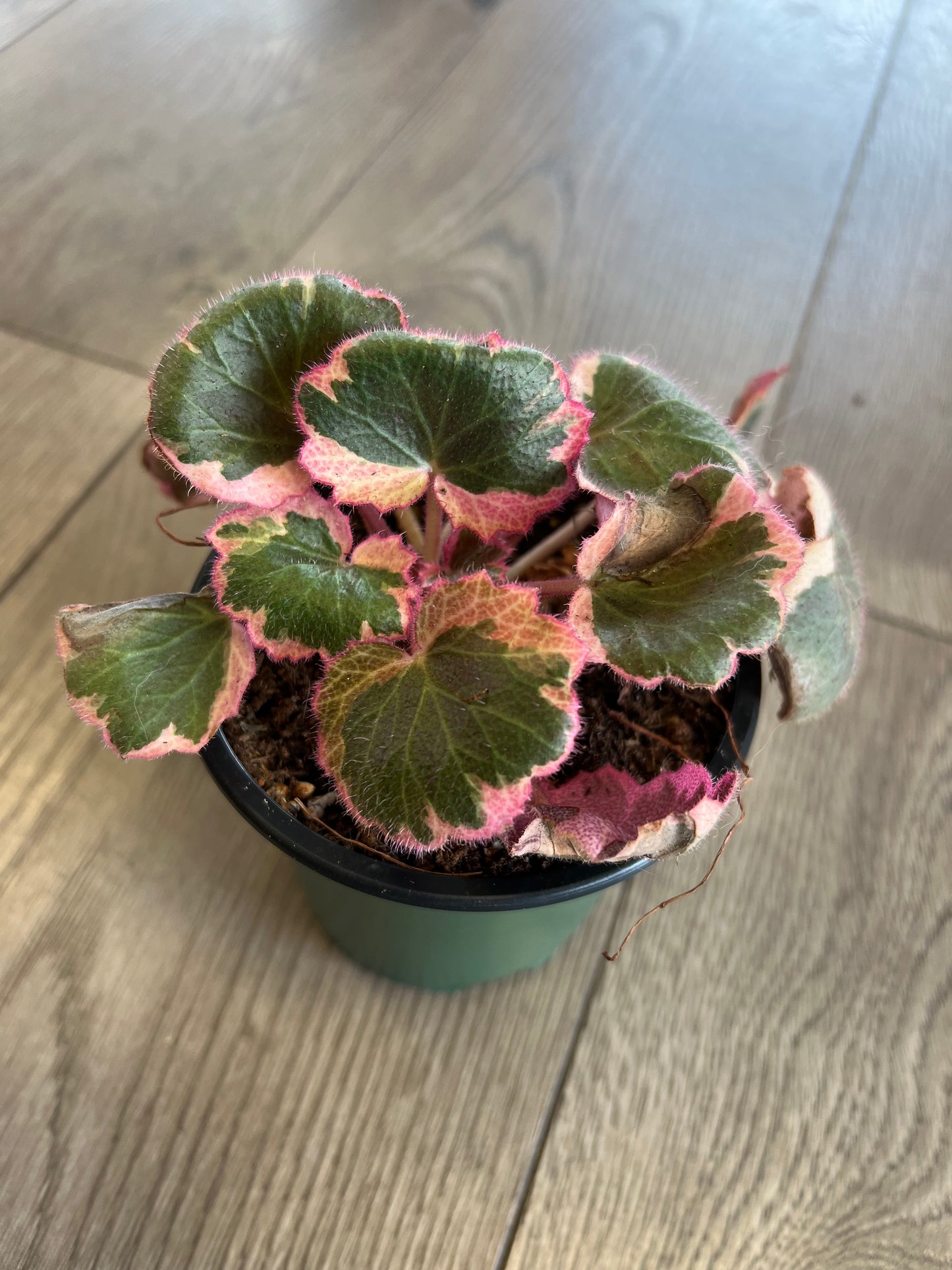Saxifraga stolonifera 'Strawberry Begonia Varigated'