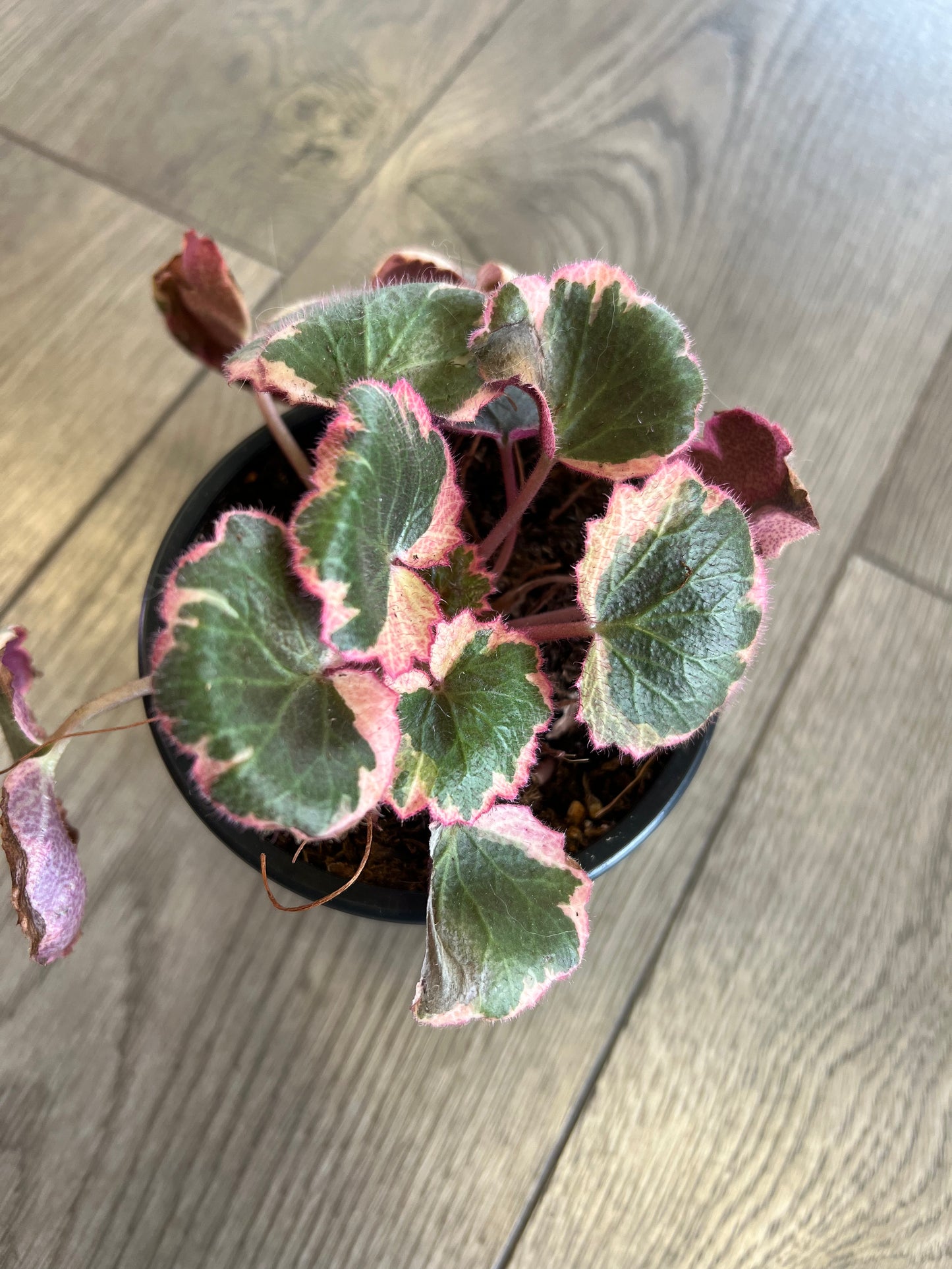 Saxifraga stolonifera 'Strawberry Begonia Varigated'