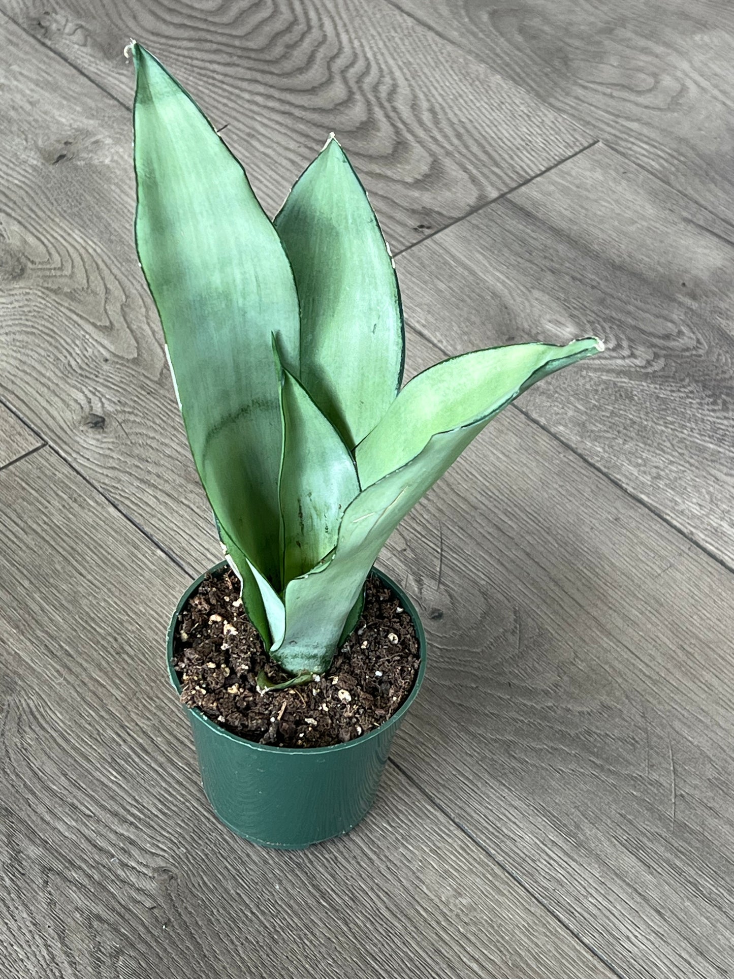 Sansevieria ‘Moonshine’