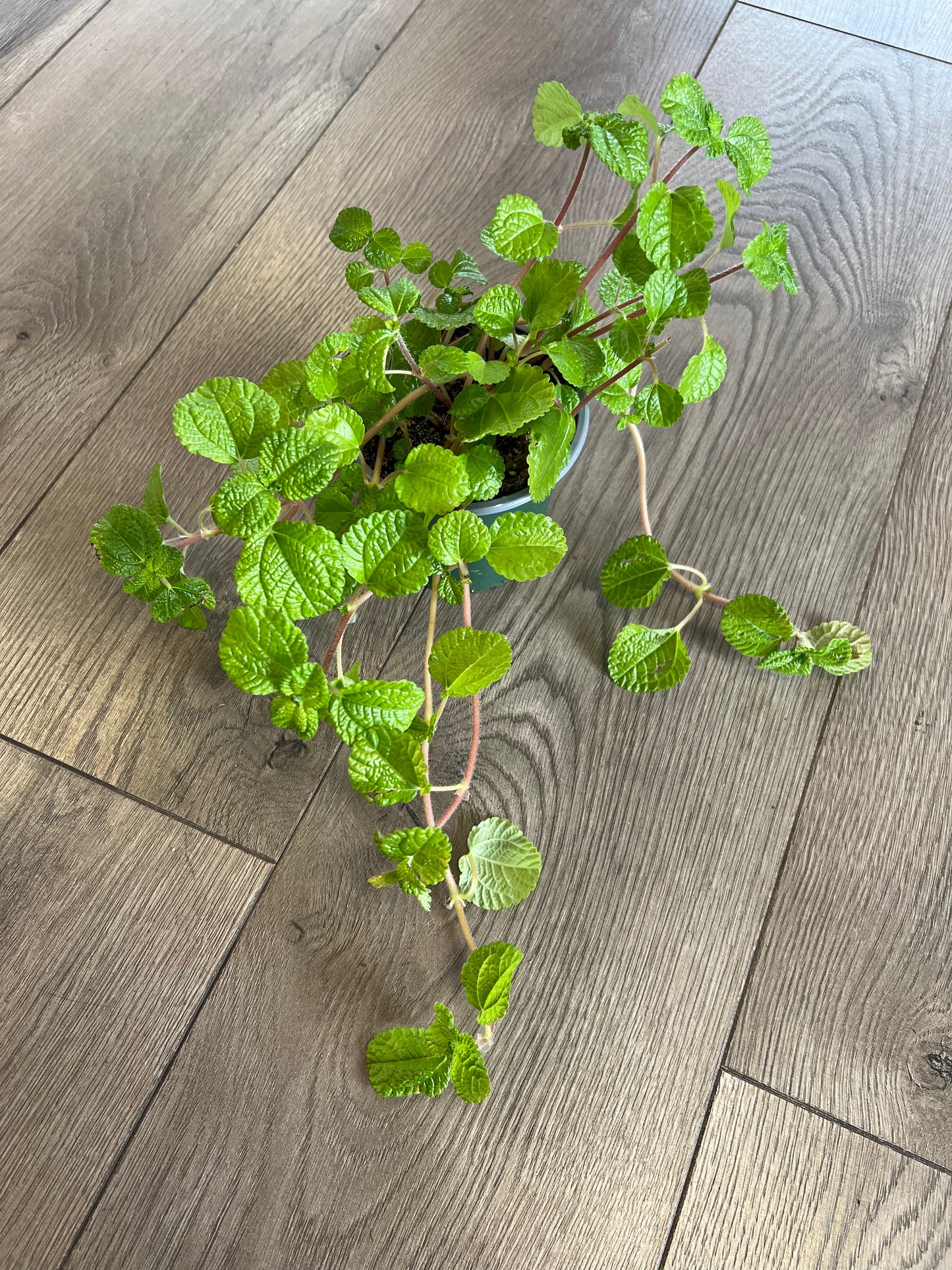 Pilea nummulariifolia ‘Creeping Charley’