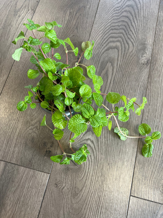 Pilea nummulariifolia ‘Creeping Charley’