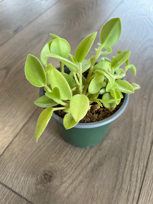 Peperomia orba ‘Pixie Lime’