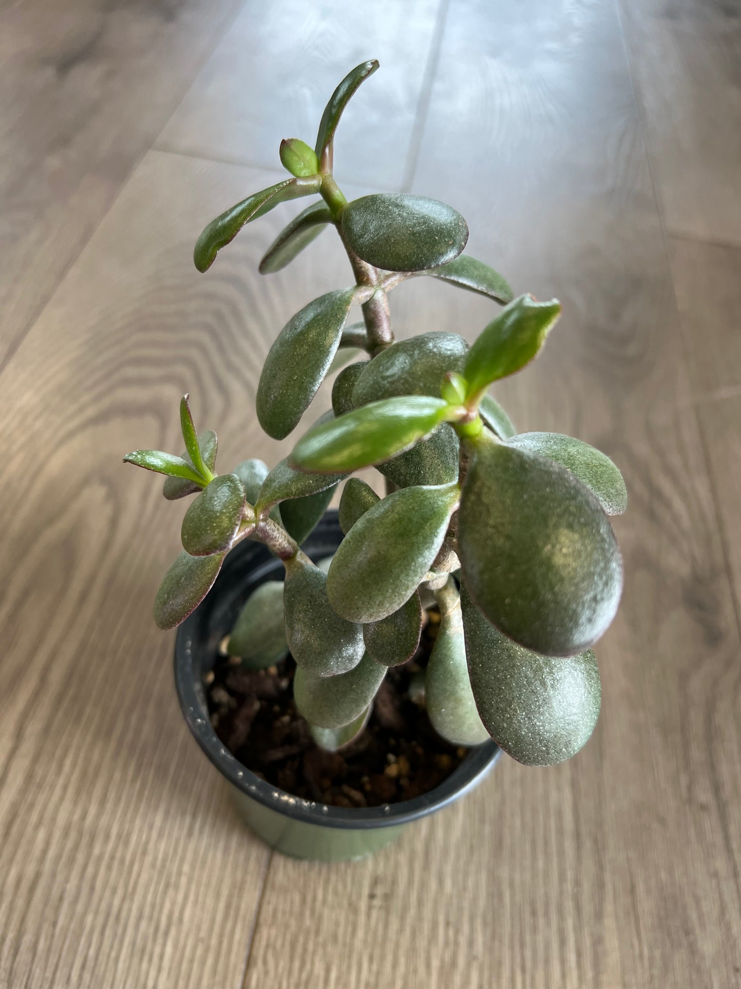 Crassula ovata 'Jade’
