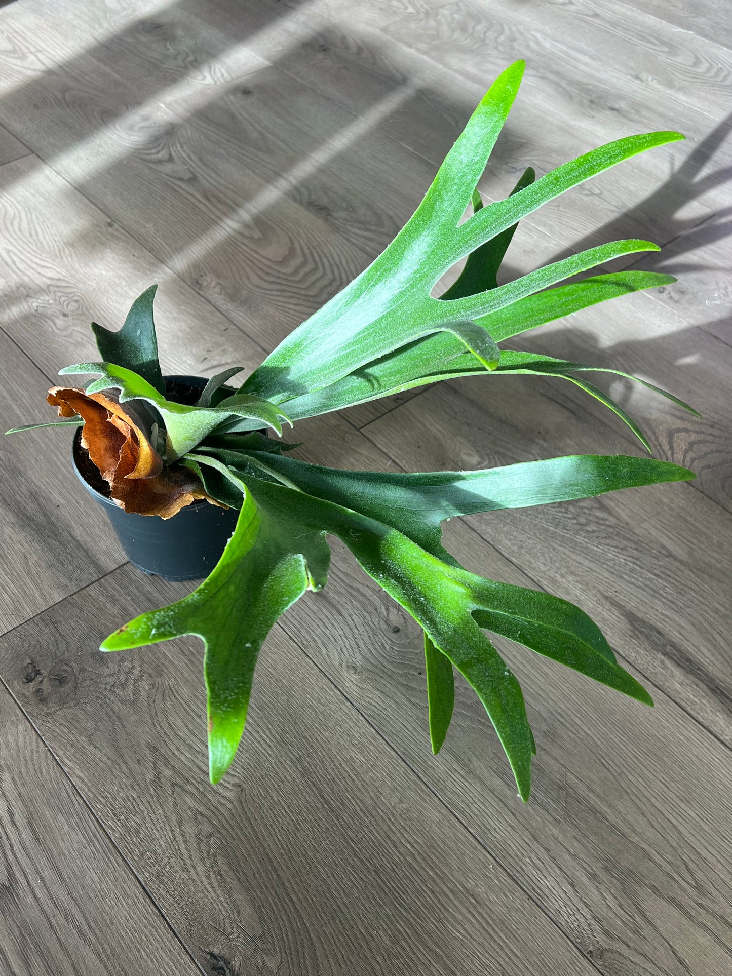 Platycerium  bifurcated ‘Staghorn Fern’
