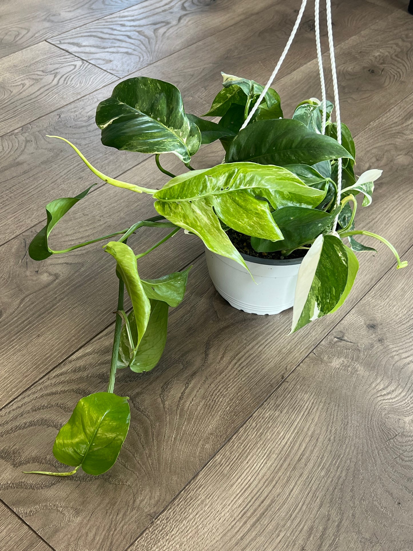 Epipremnum pinnatum ‘Albo’