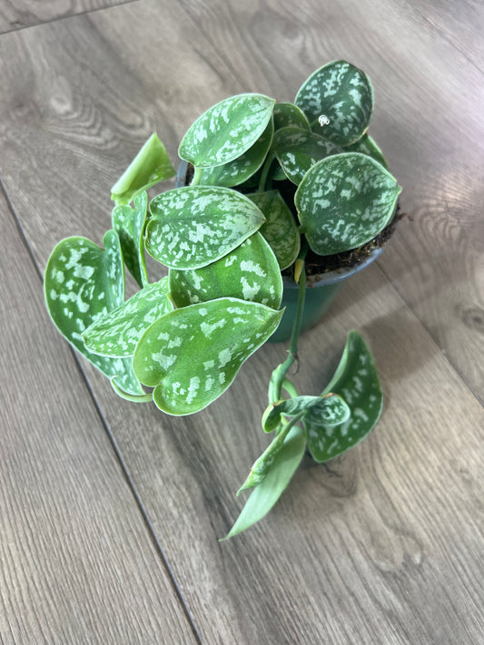 Scindapsus pictus