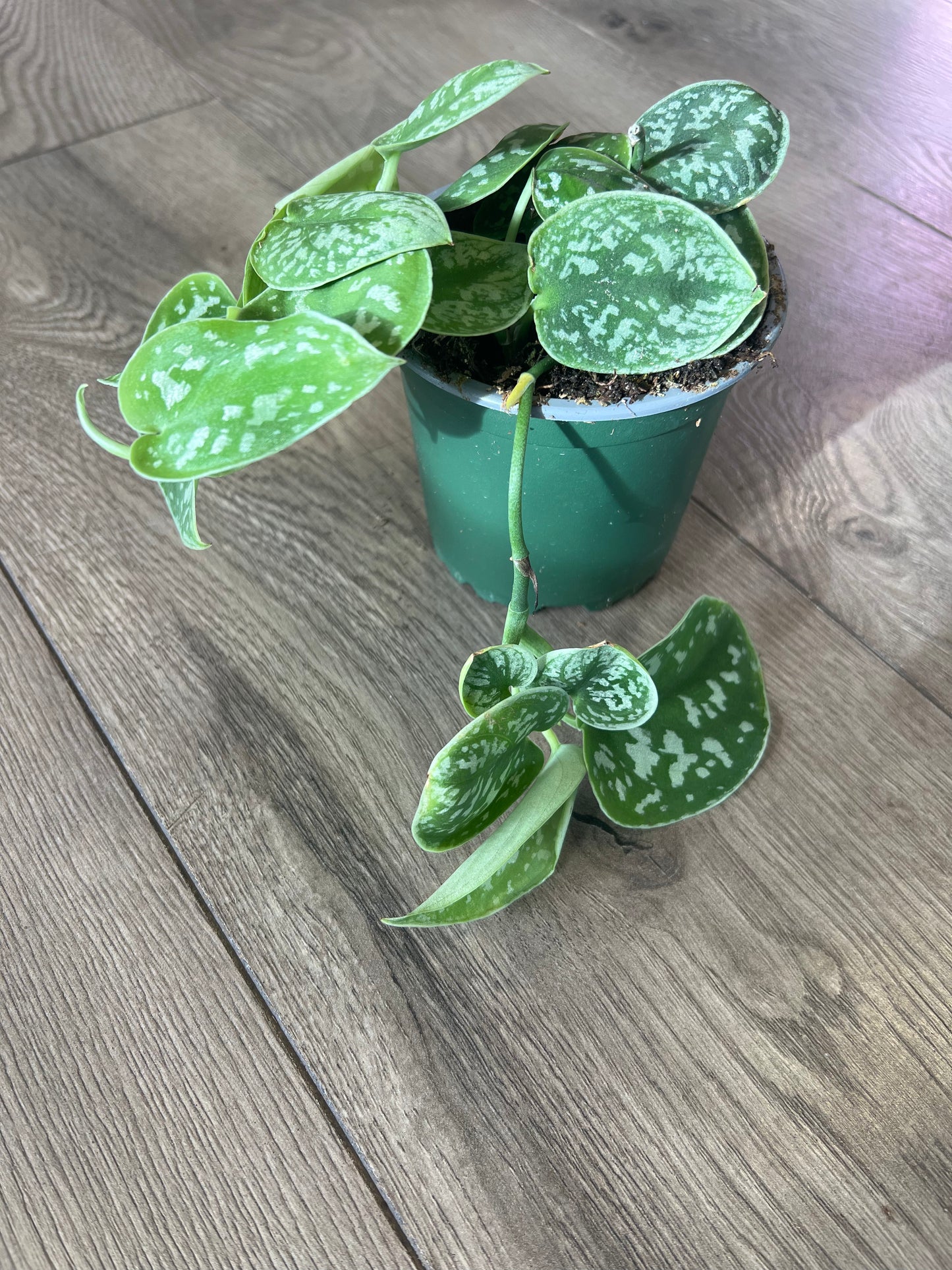 Scindapsus pictus