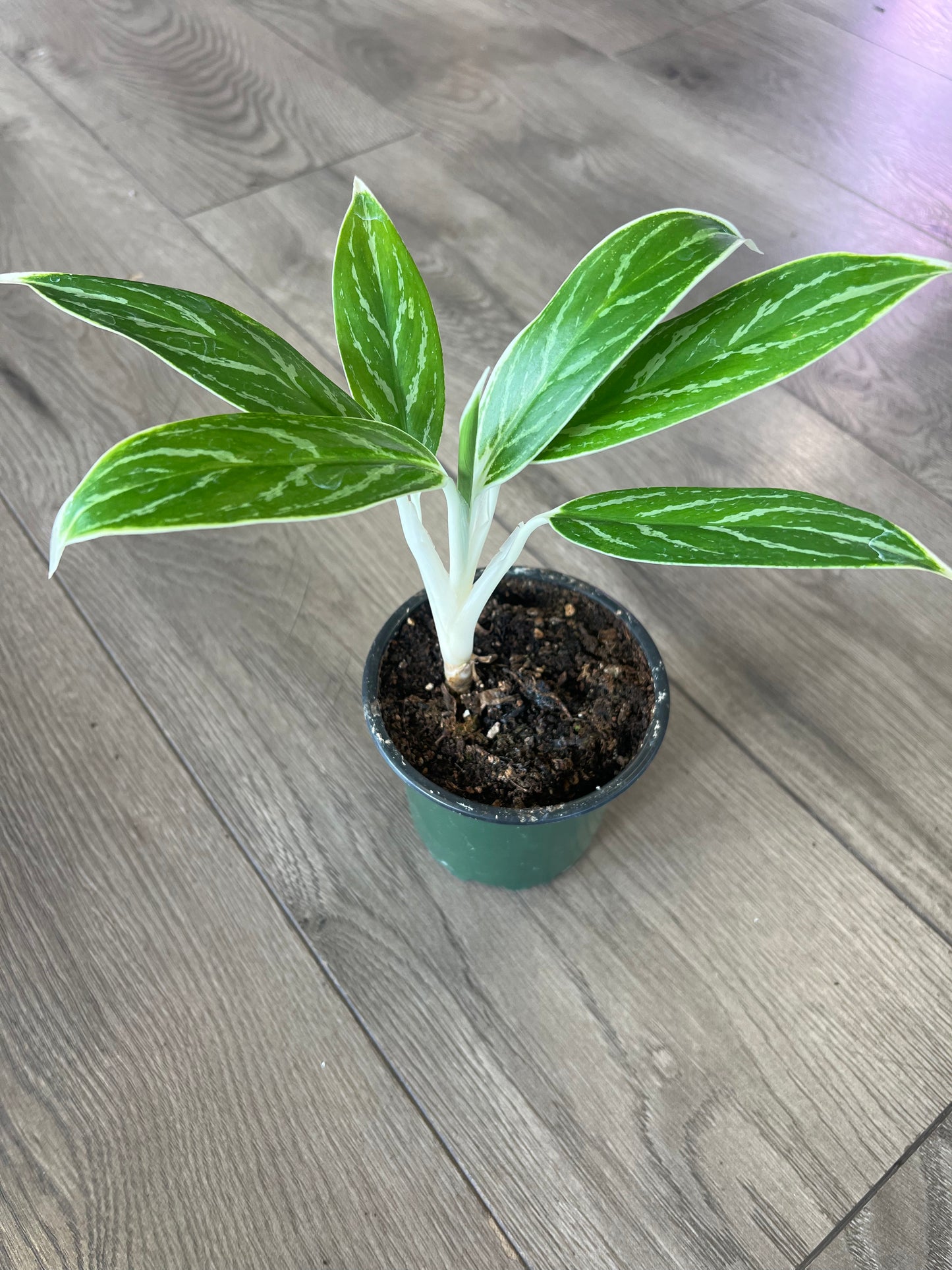 Aglaonema ‘White Lime’