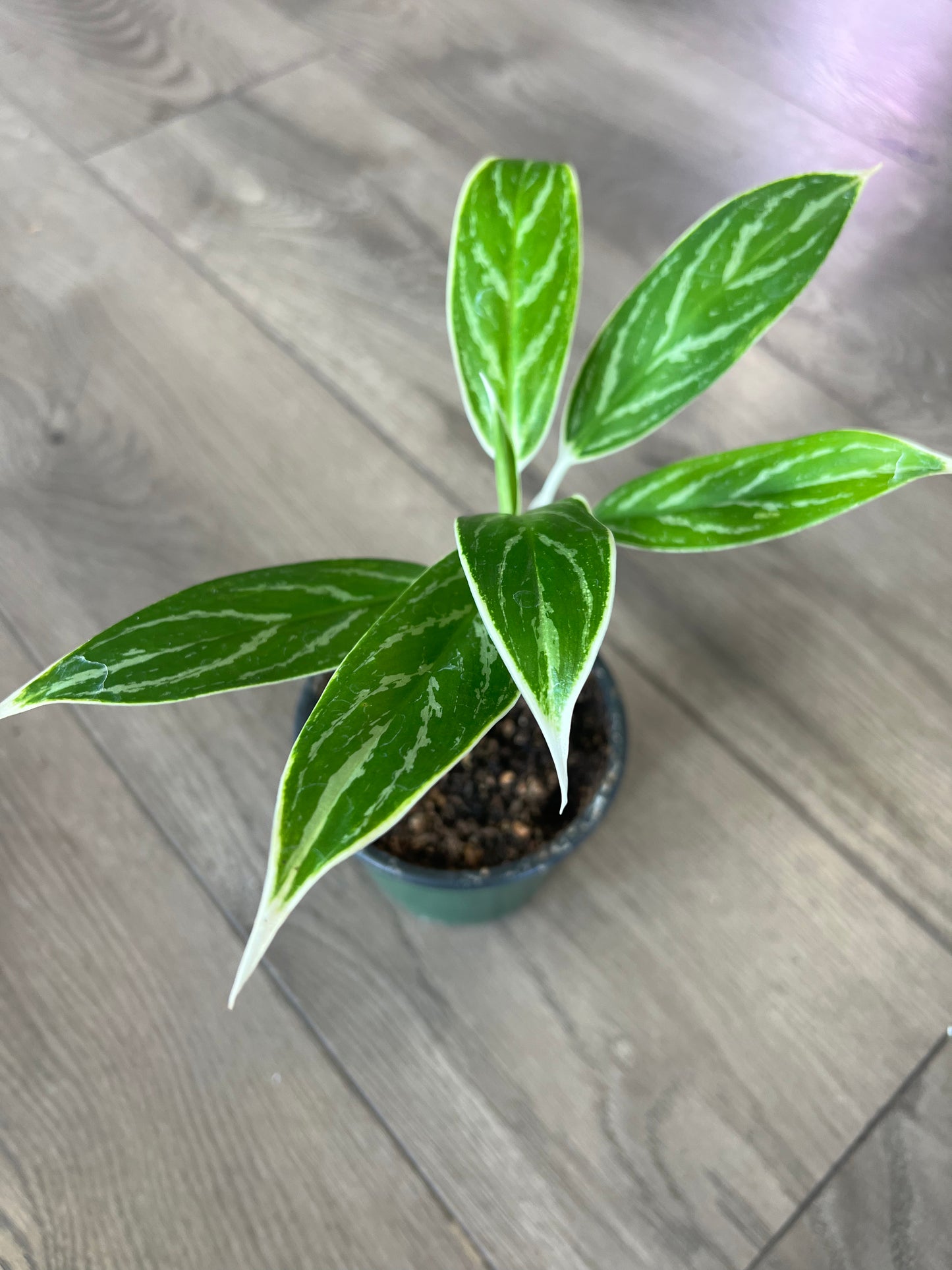 Aglaonema ‘White Lime’