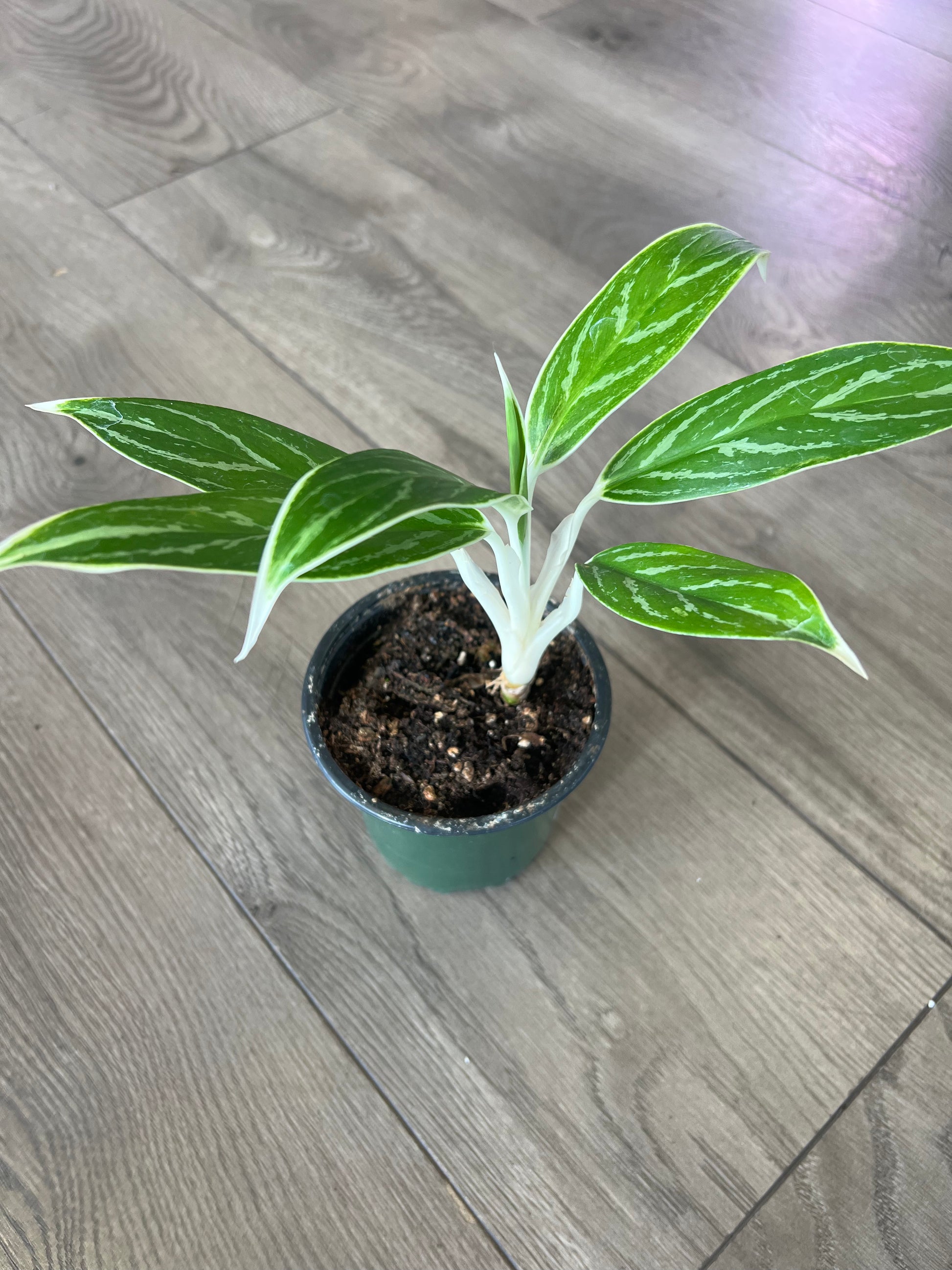 aglaonema white lime Aglaonema ‘White Lime’
