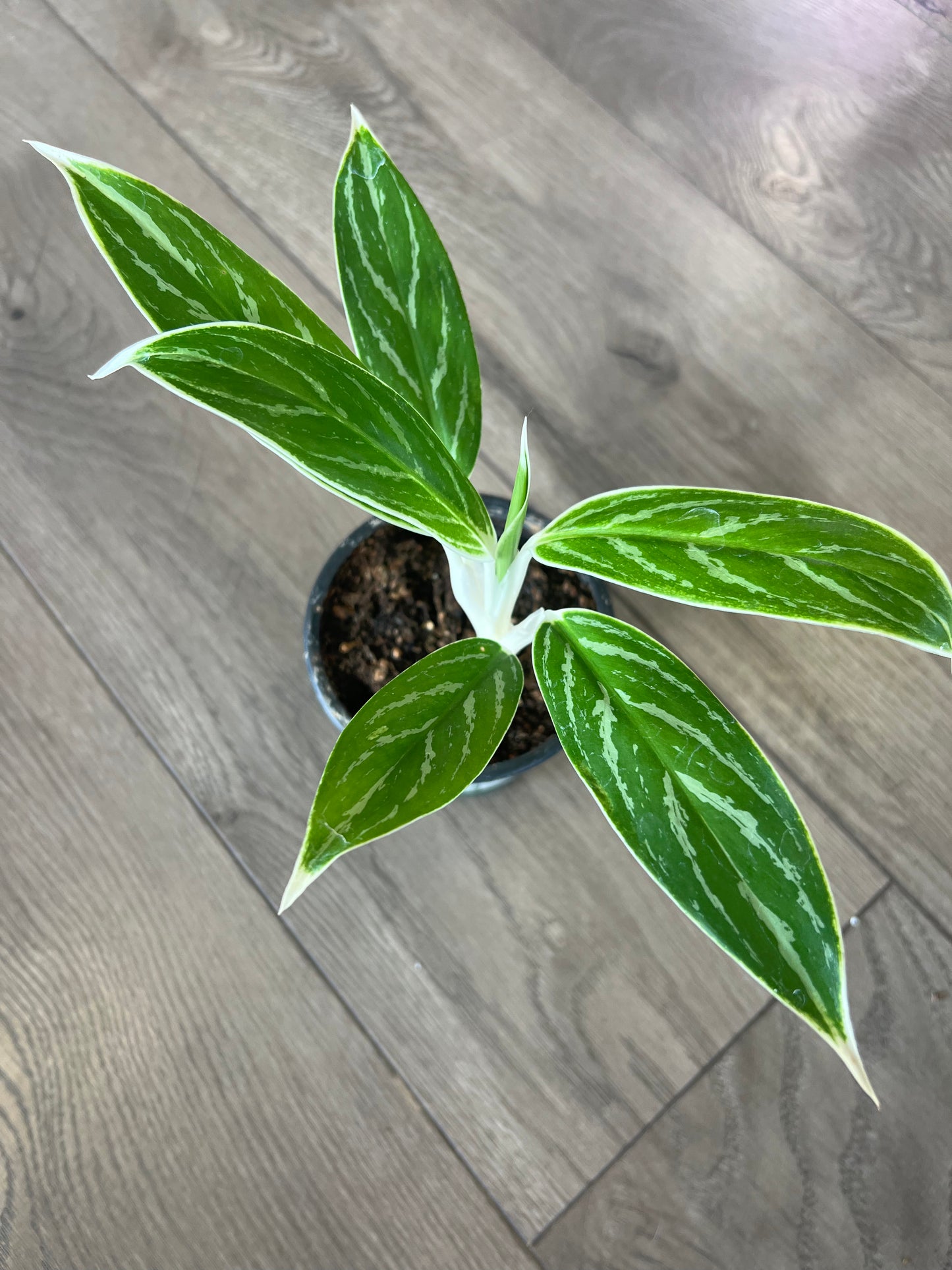 Aglaonema ‘White Lime’
