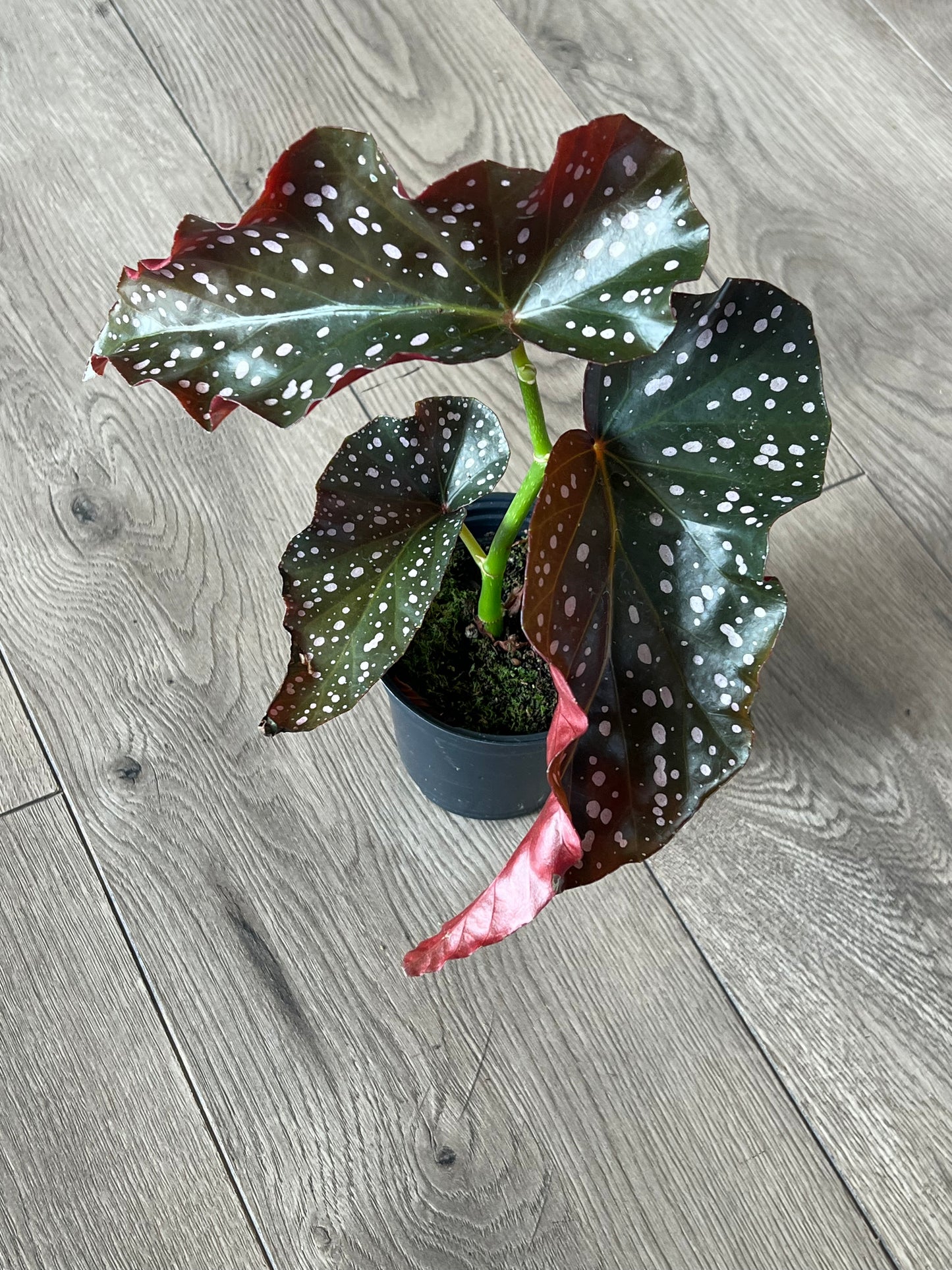 Angel Wing Bagonia ‘Maculata Crackling Rose’