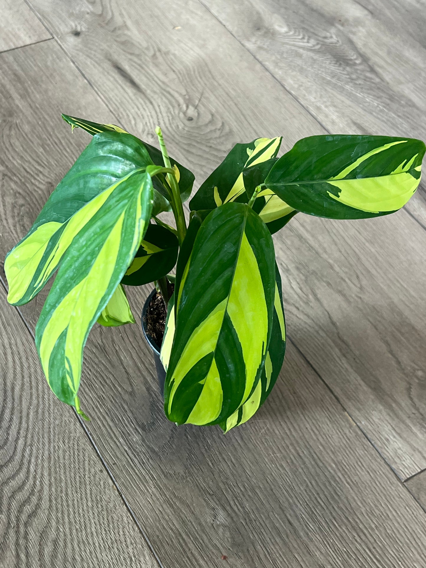 Ctenanthe lubbersiana ‘Never Never Plant’