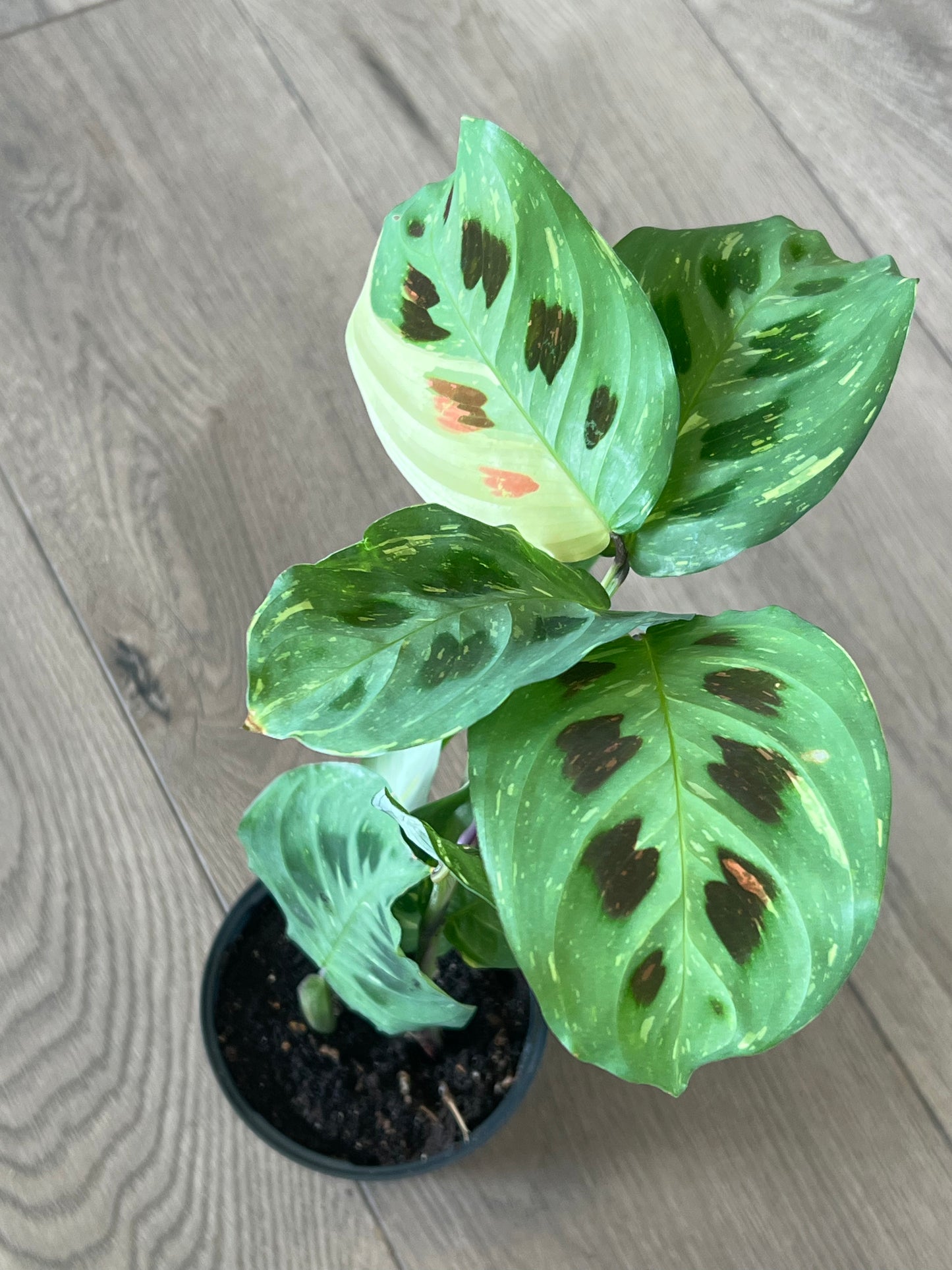 Maranta 'Prayer Plant Beauty Kim’