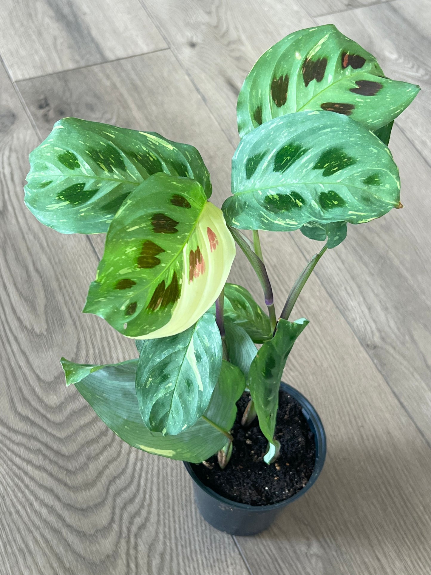 Maranta 'Prayer Plant Beauty Kim’
