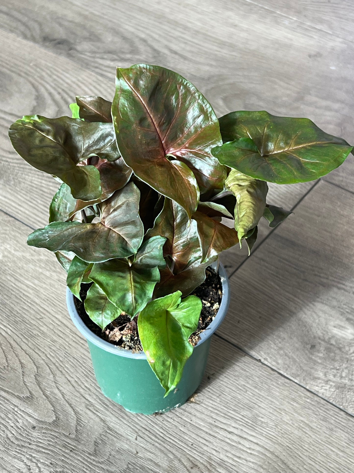 Syngonium 'Maria’