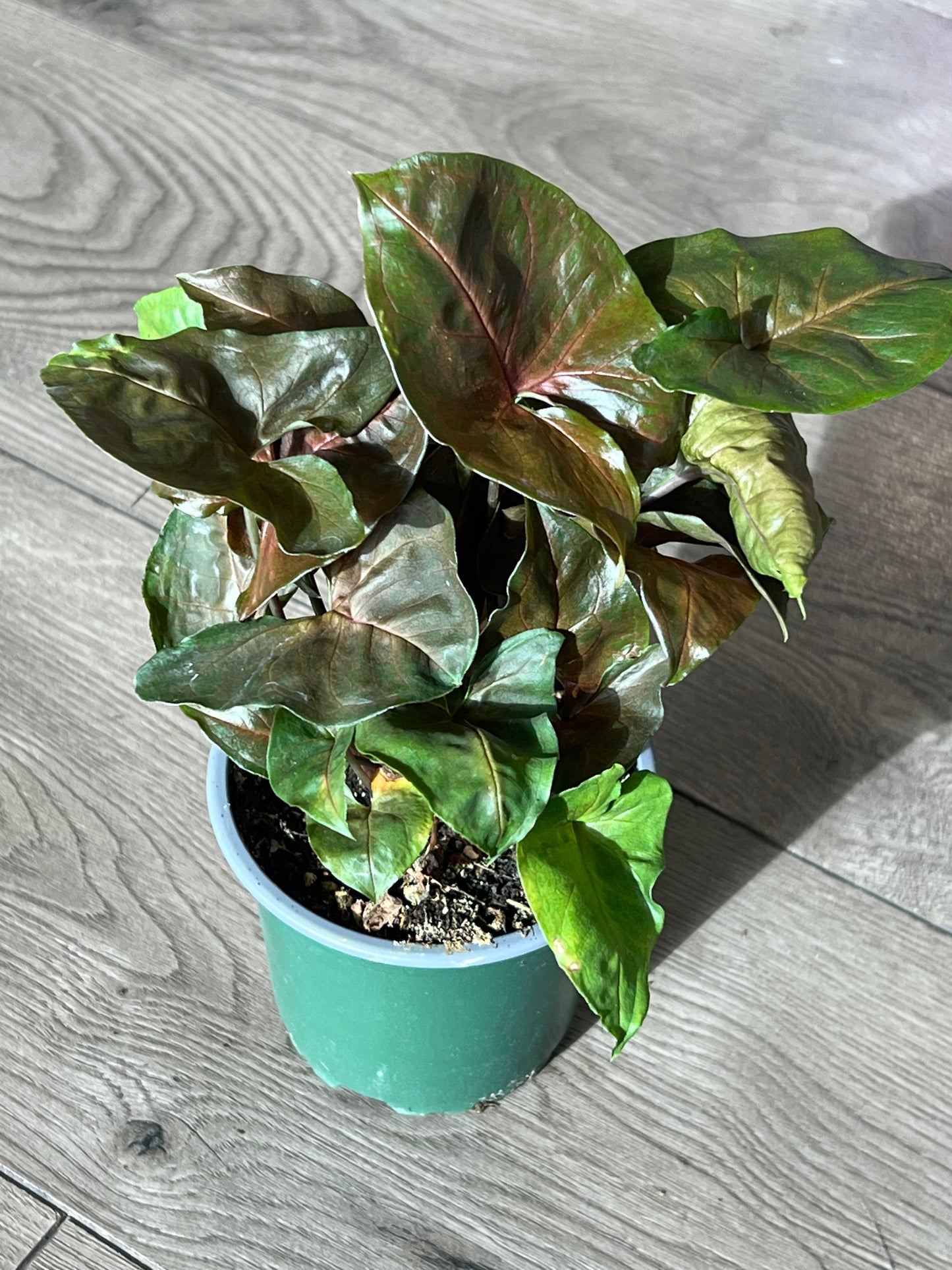 Syngonium 'Maria’