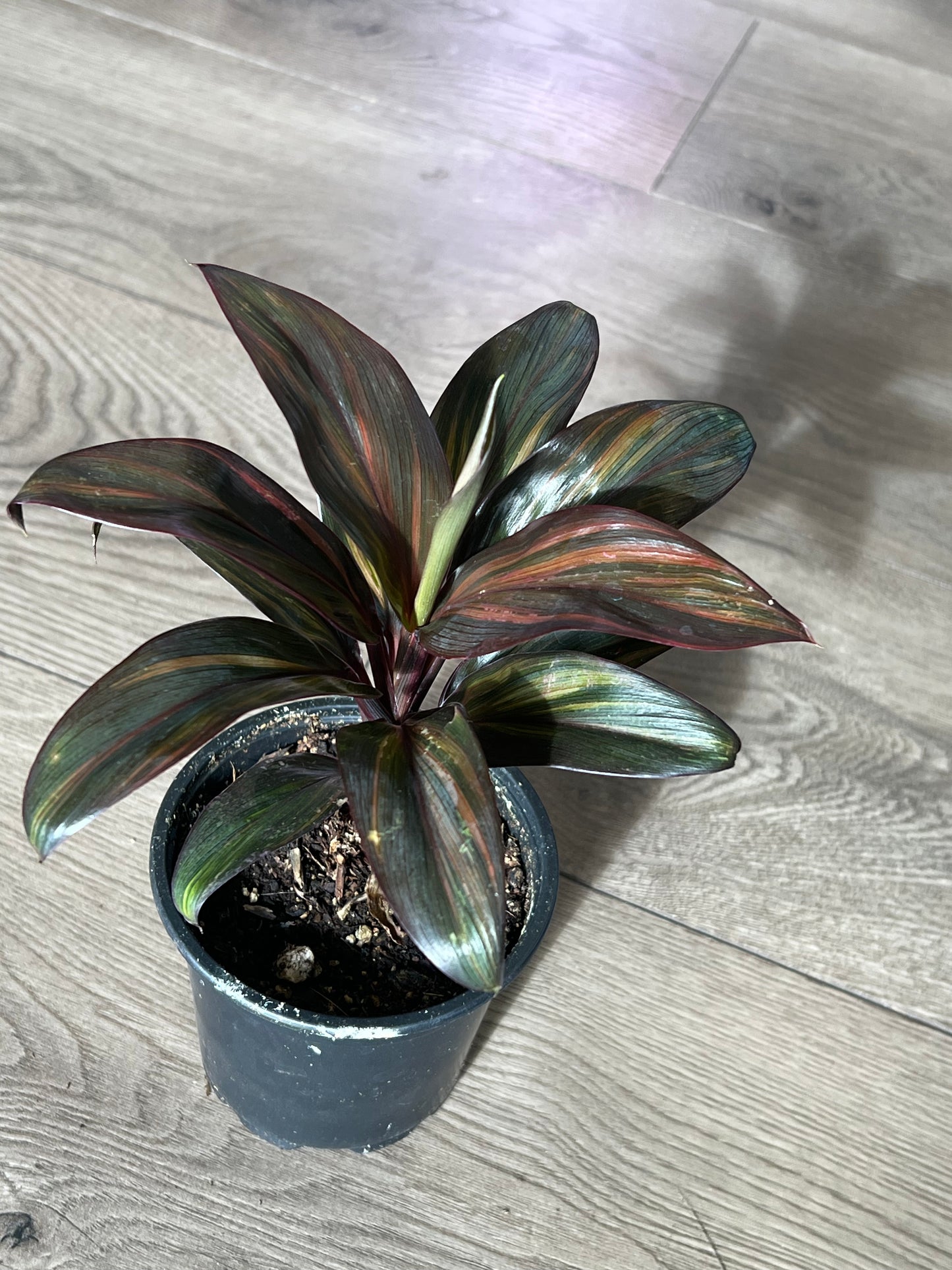 Cordyline ‘Rainbow doll’