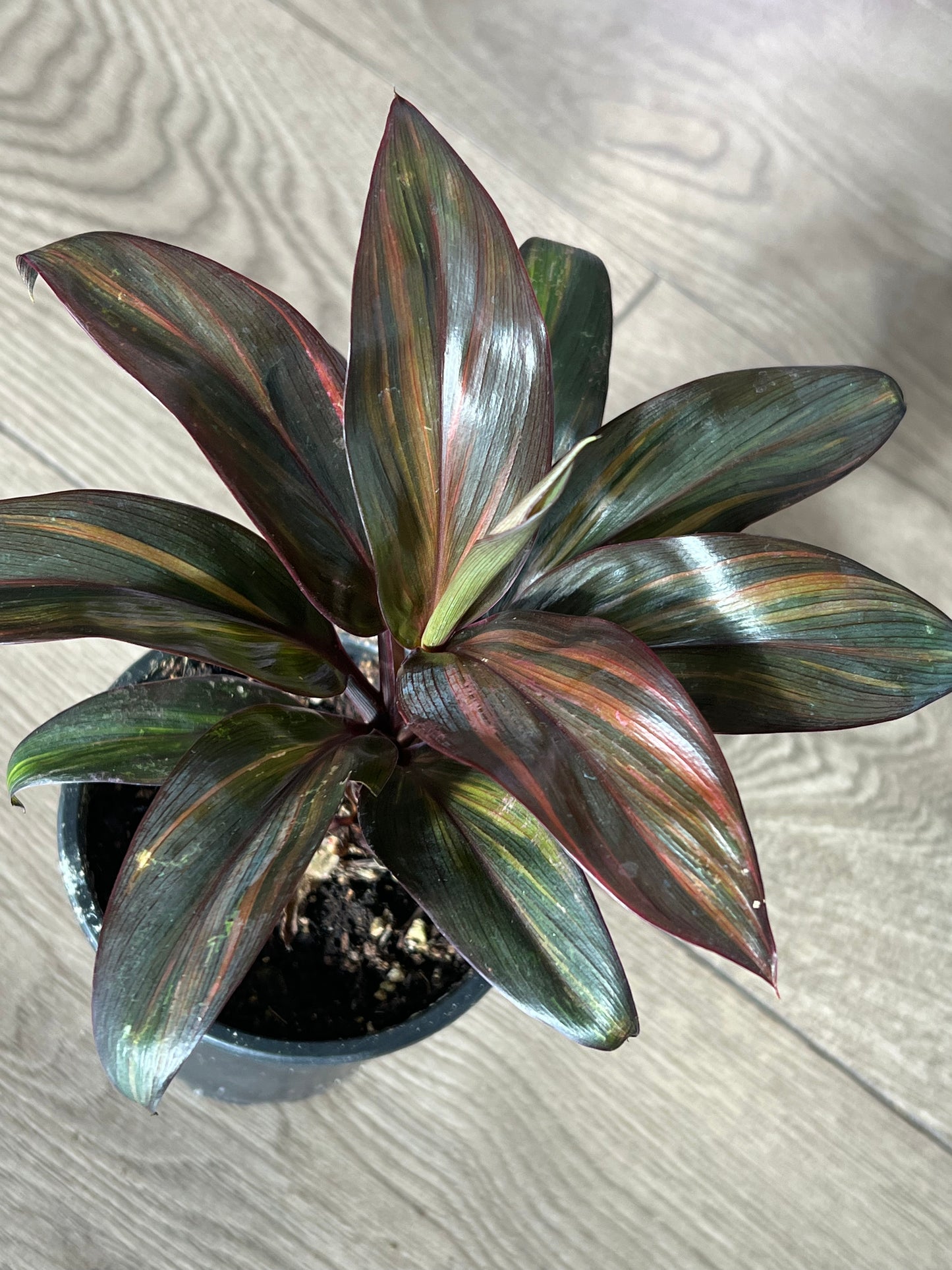 Cordyline ‘Rainbow doll’