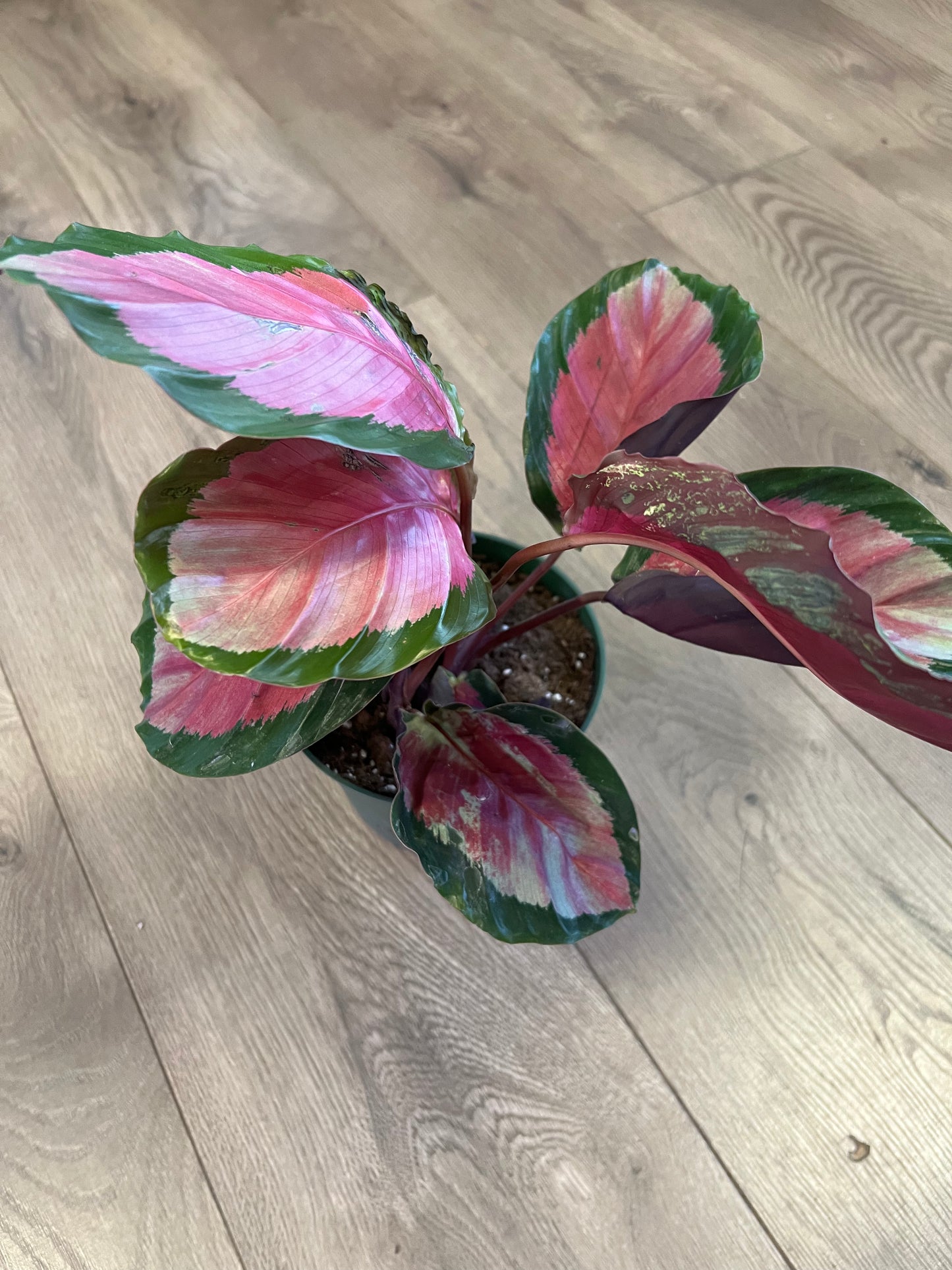 Calathea roseopicta ‘Rosy’