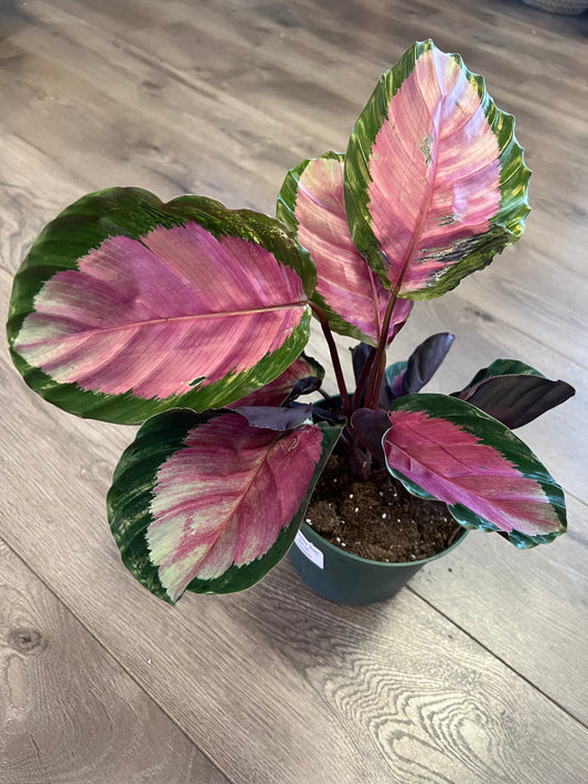 Calathea roseopicta ‘Rosy’