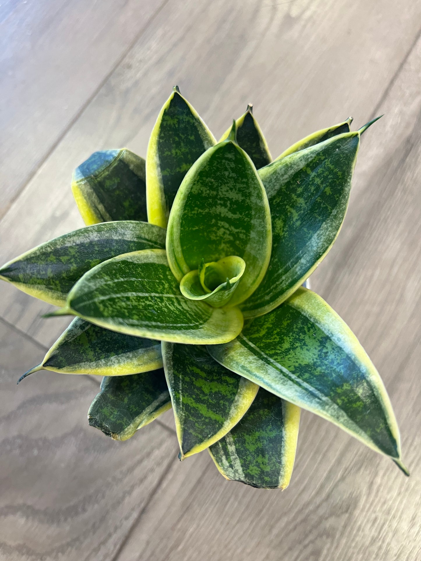 Sansevieria 'Gold Hahnii’ Snake Plant